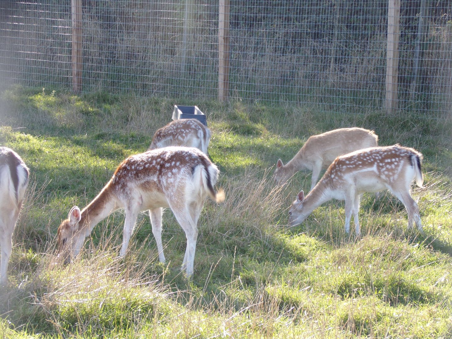 Fallow deer in farm area 14.10.23