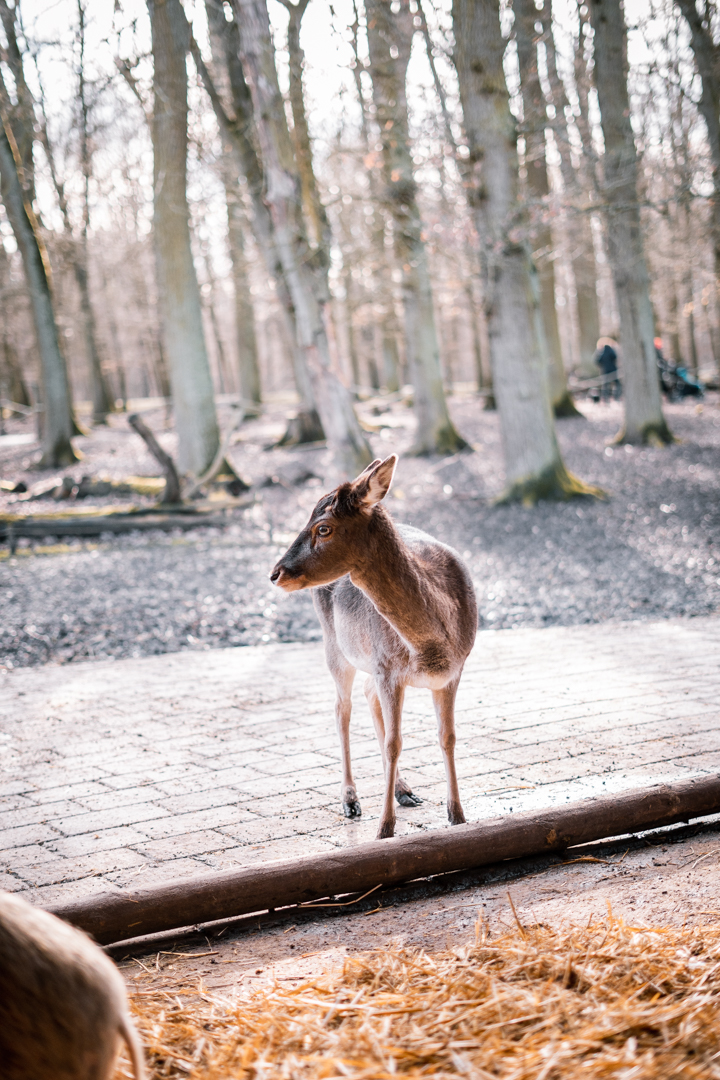 Fallow deer in front of the castle barn