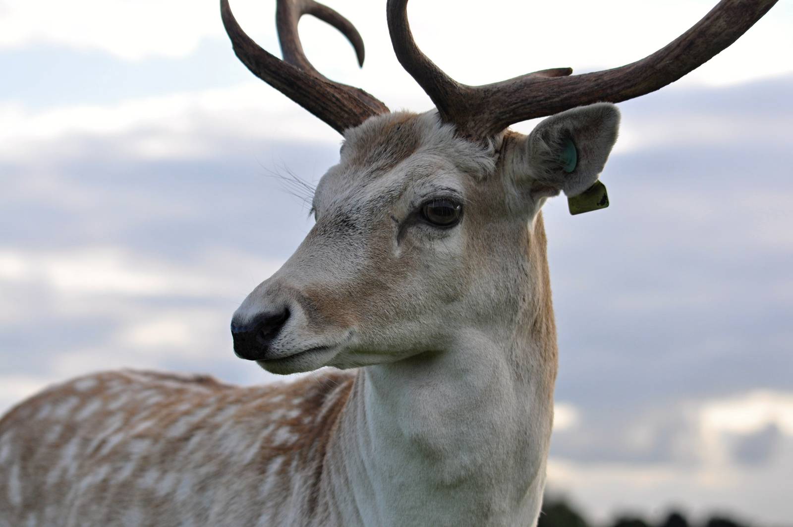 Fallow Deer in Phoenix Park, Dublin