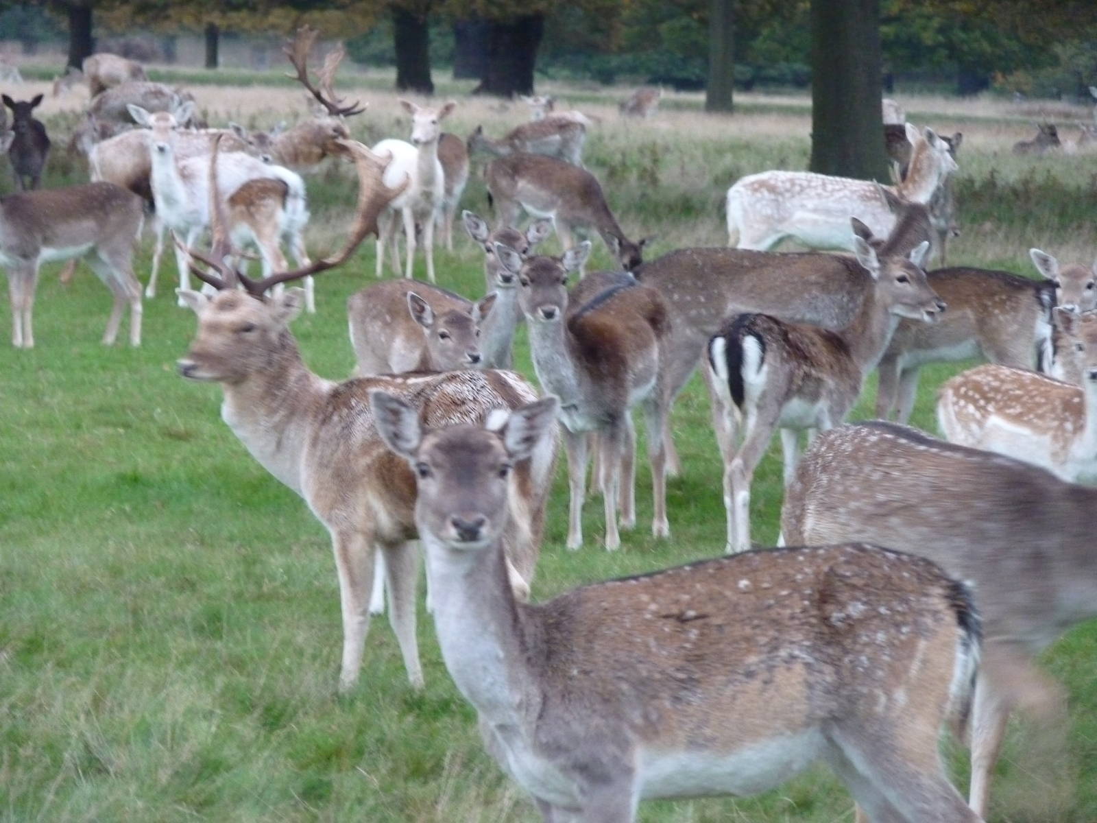 Fallow Deer in Richmond Park