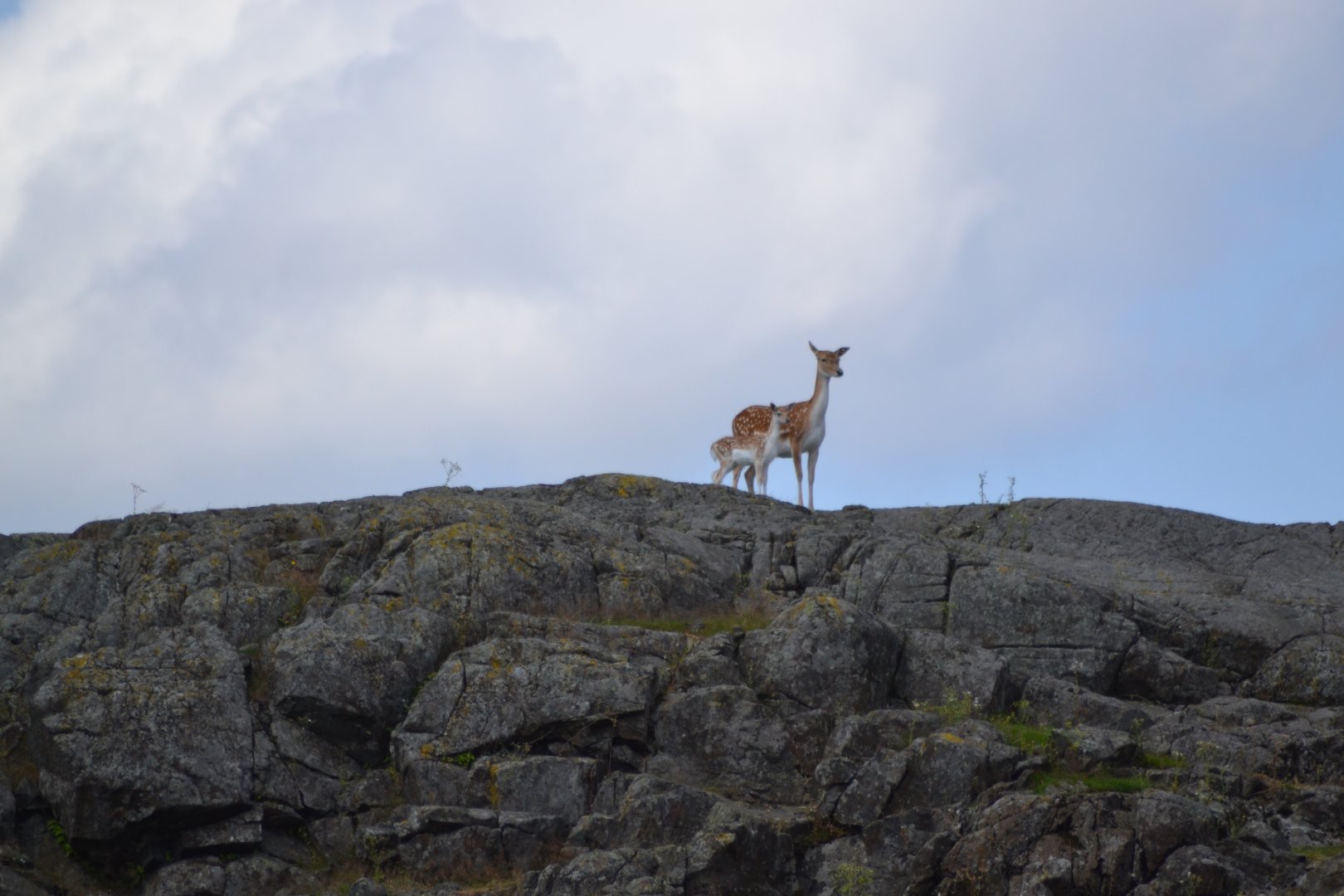 Fallow deer in Slottsskogen