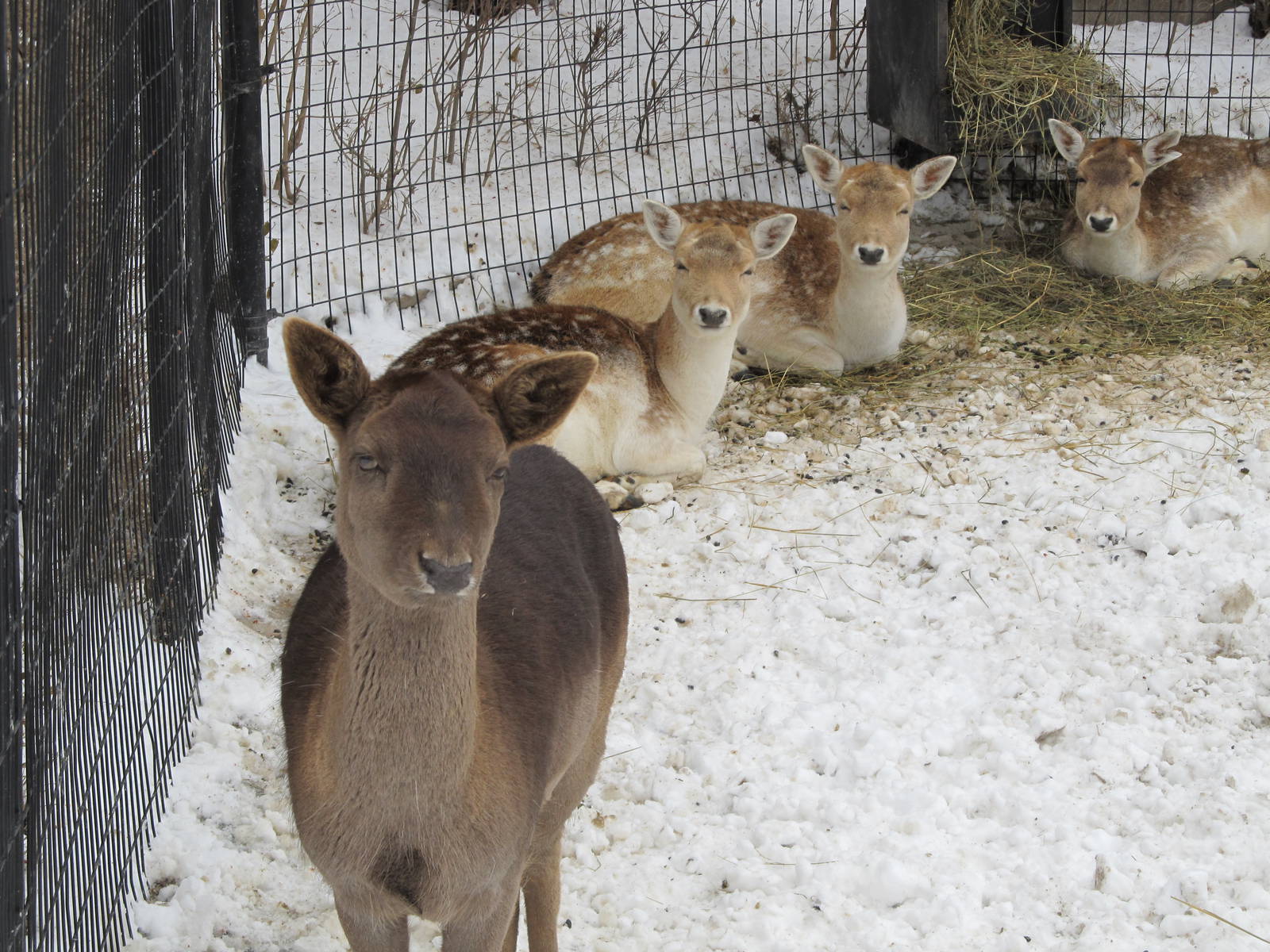 Fallow Deer in Snow