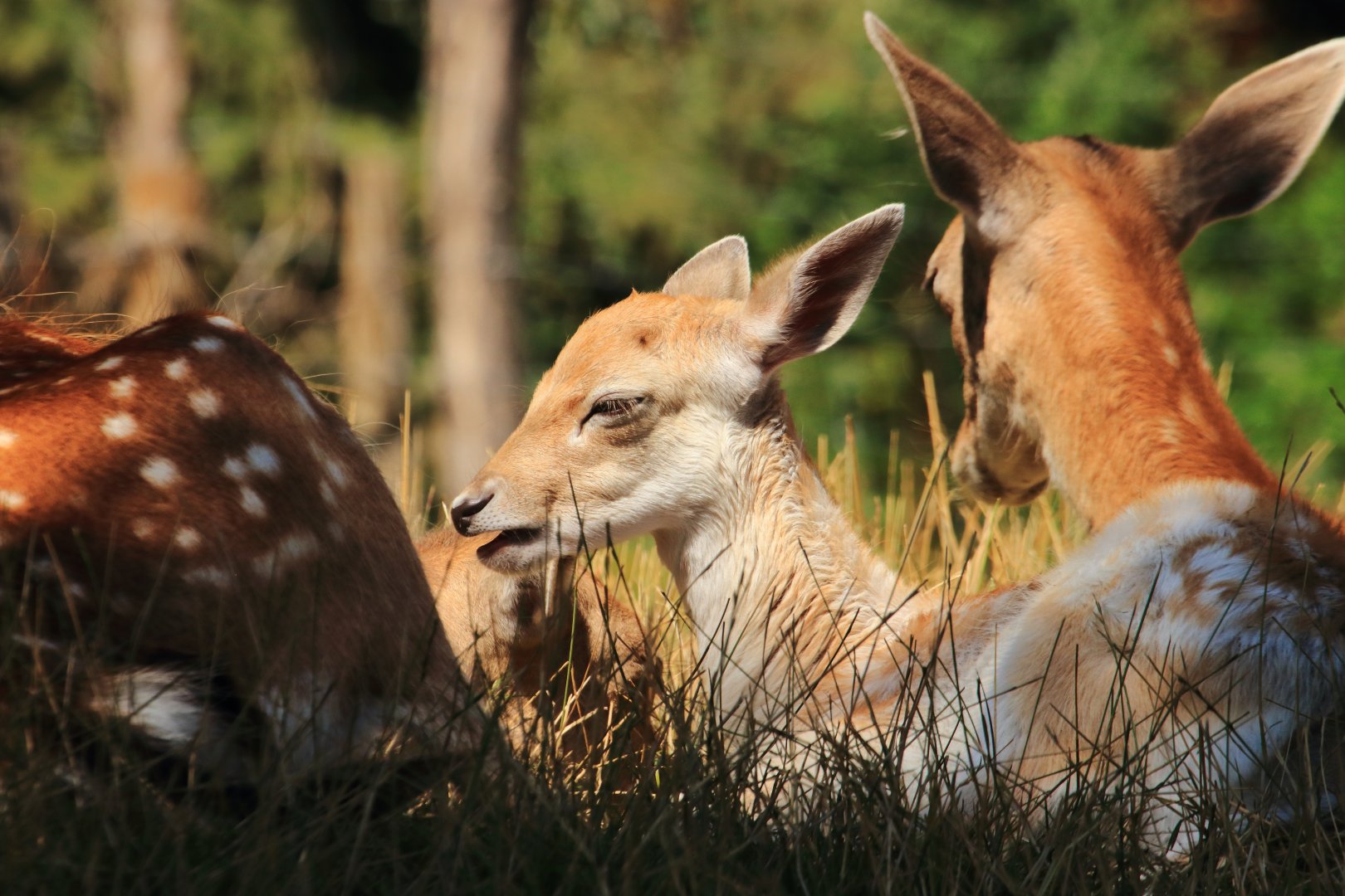 Fallow deer (July 2020)