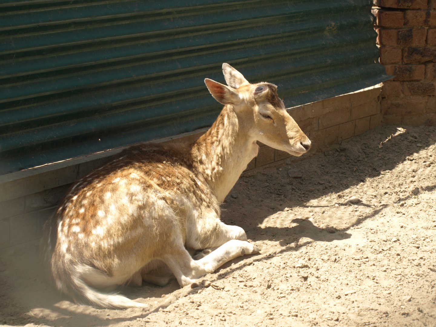 Fallow deer - Lahore zoo 8/4/2017