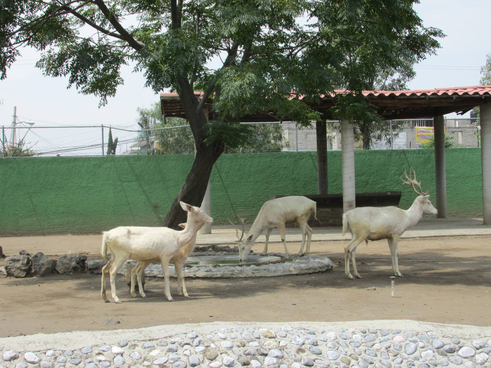 fallow deer neza zoo