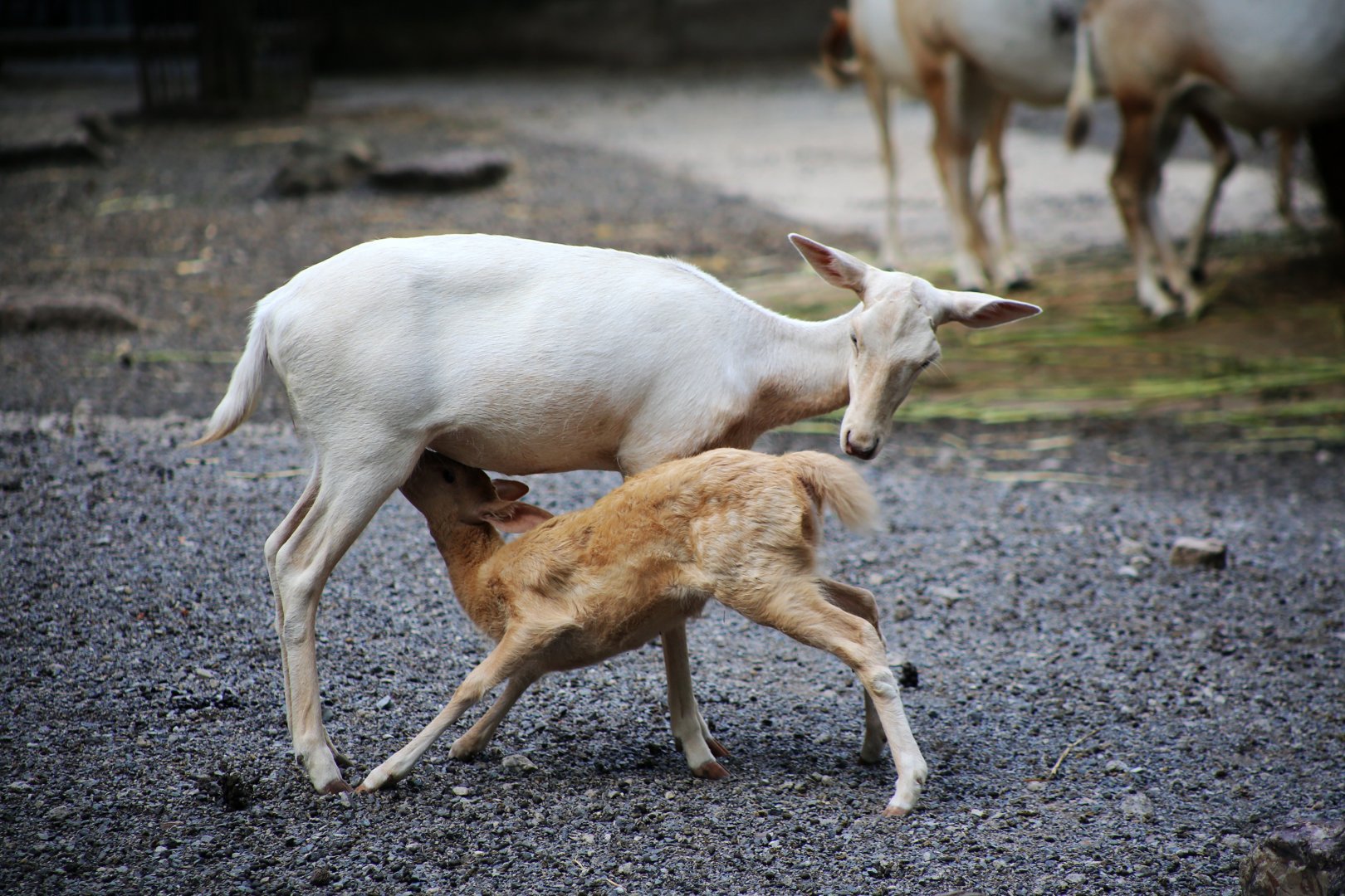 Fallow Deer Nursing