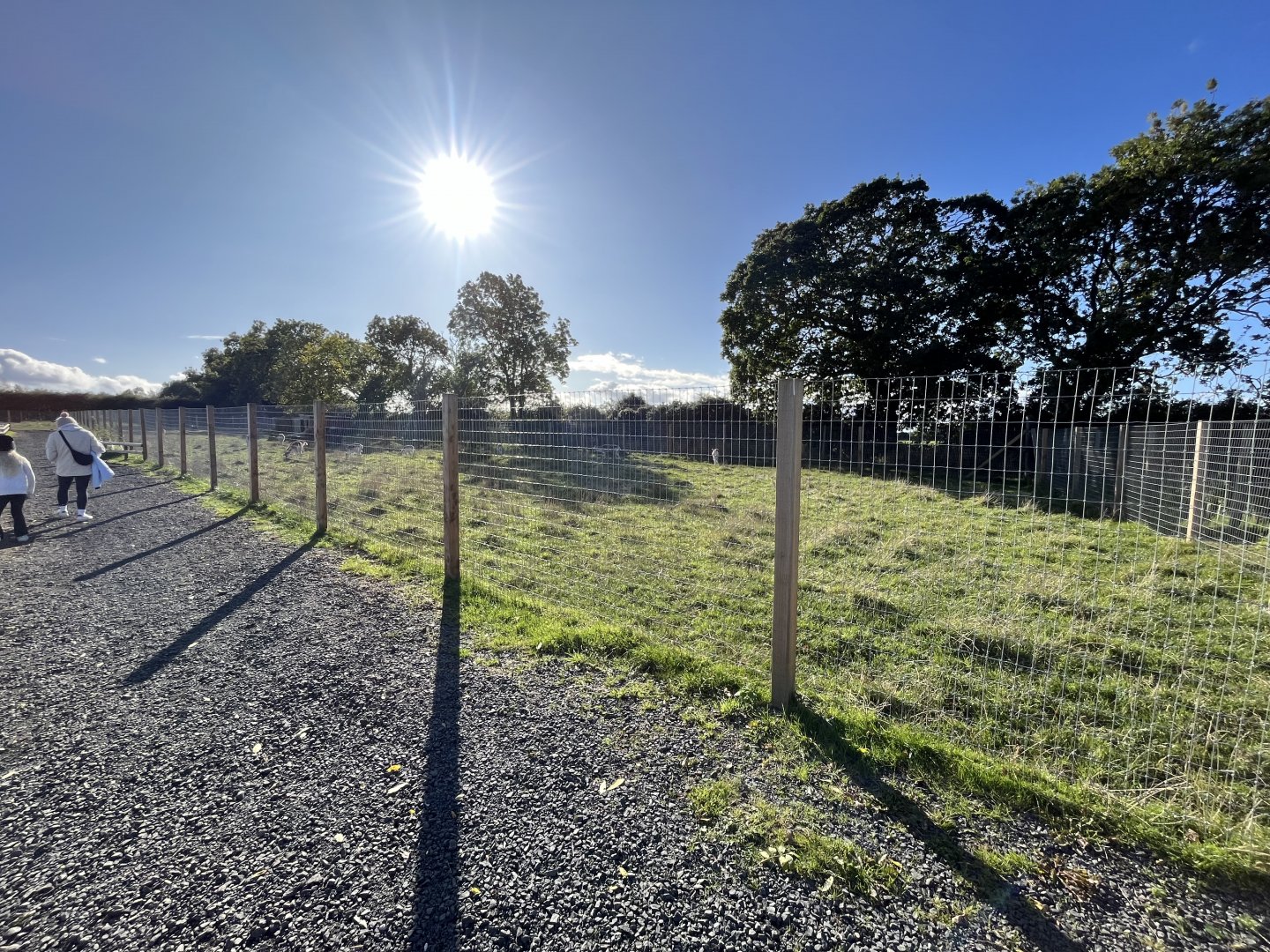 Fallow deer paddock 14.10.23