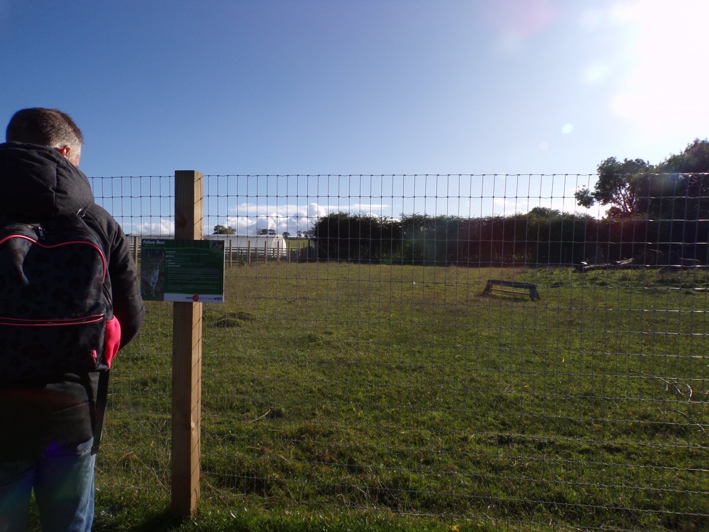 Fallow deer paddock 14.10.23