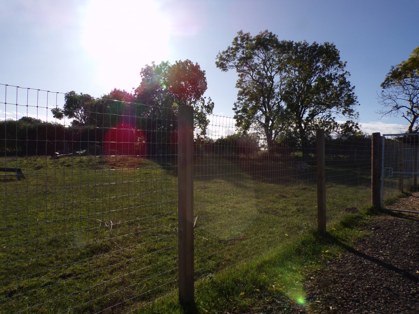 Fallow deer paddock 14.10.23