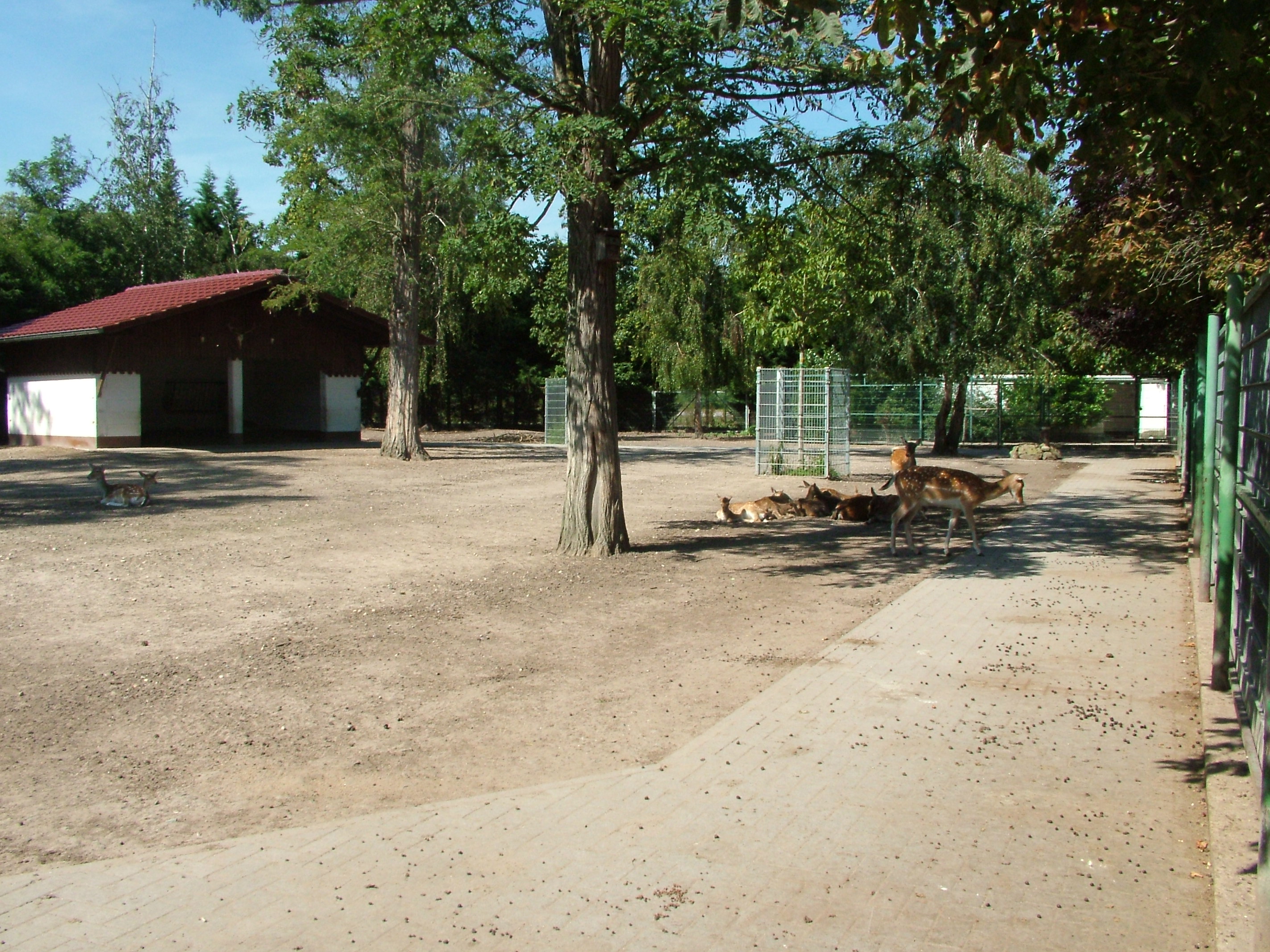 Fallow Deer Paddock at Vogelpark Birkenheide, 6th Sept 2010