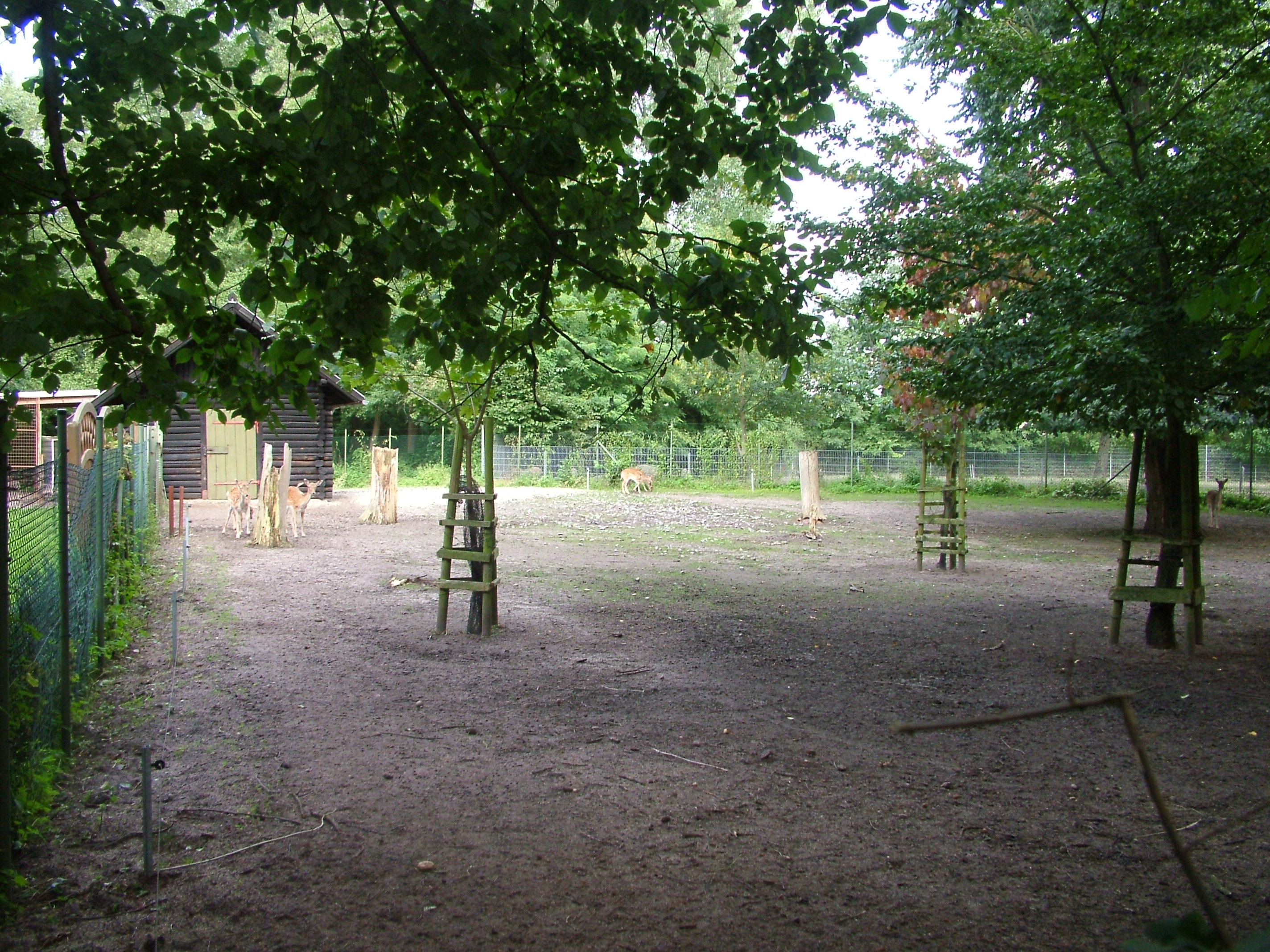 Fallow Deer Paddock at Vogelpark Erlenwald, 3rd Sept 2010