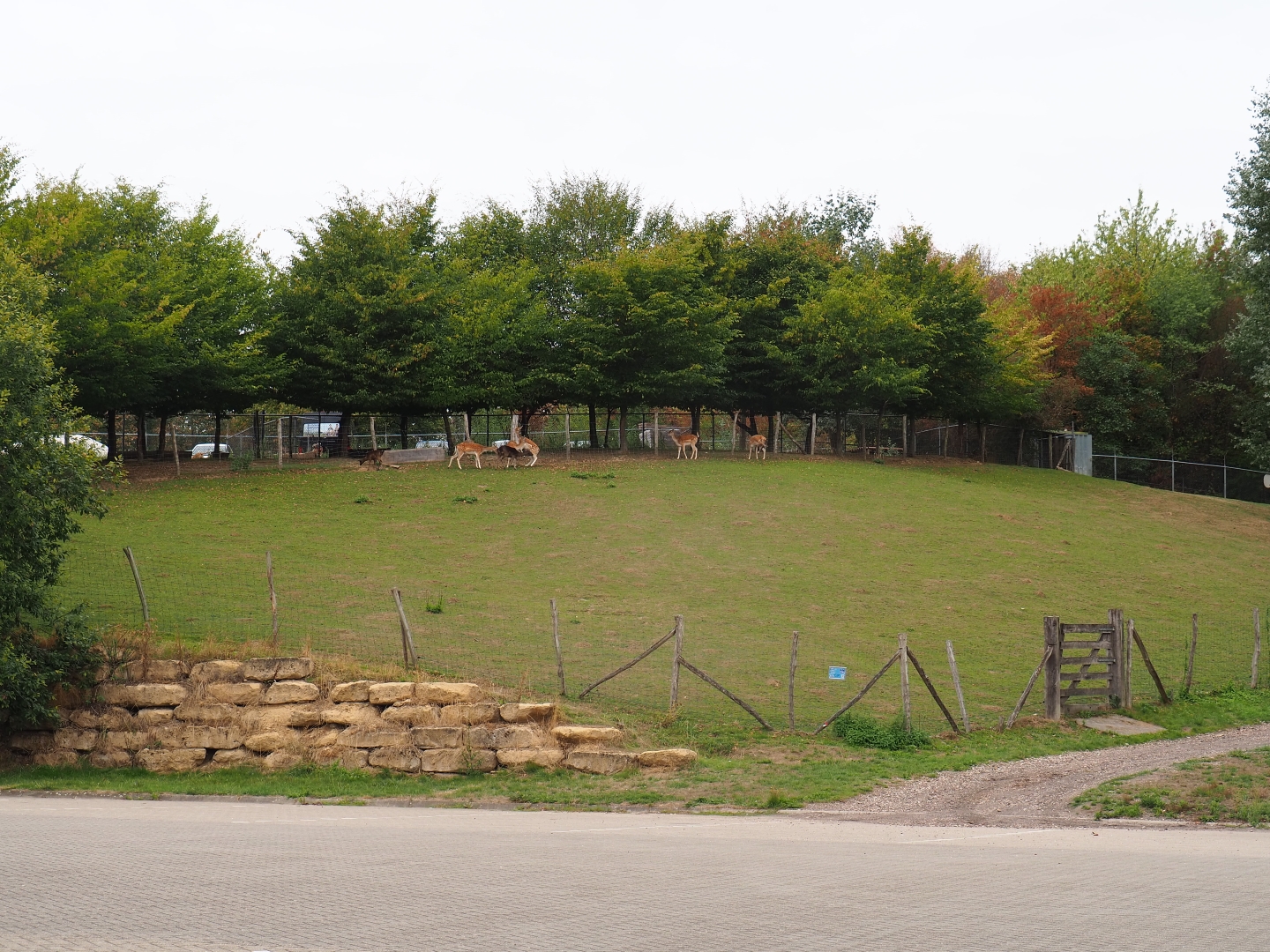 Fallow deer paddock (Aug 28th, 2018)