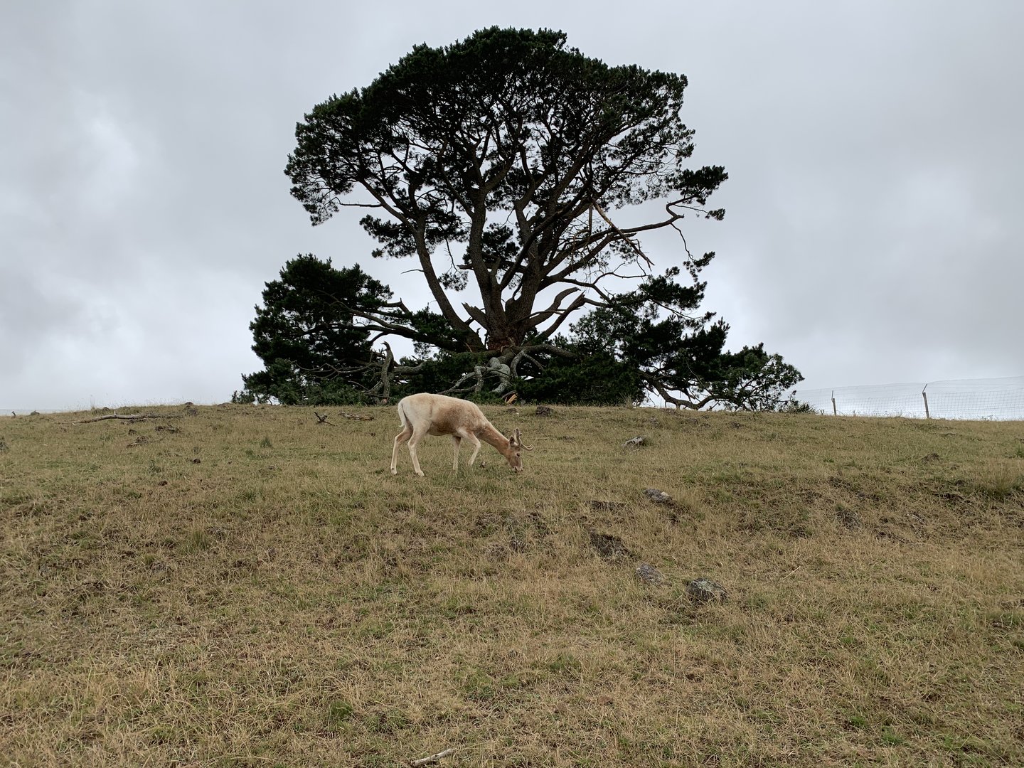 Fallow Deer Paddock