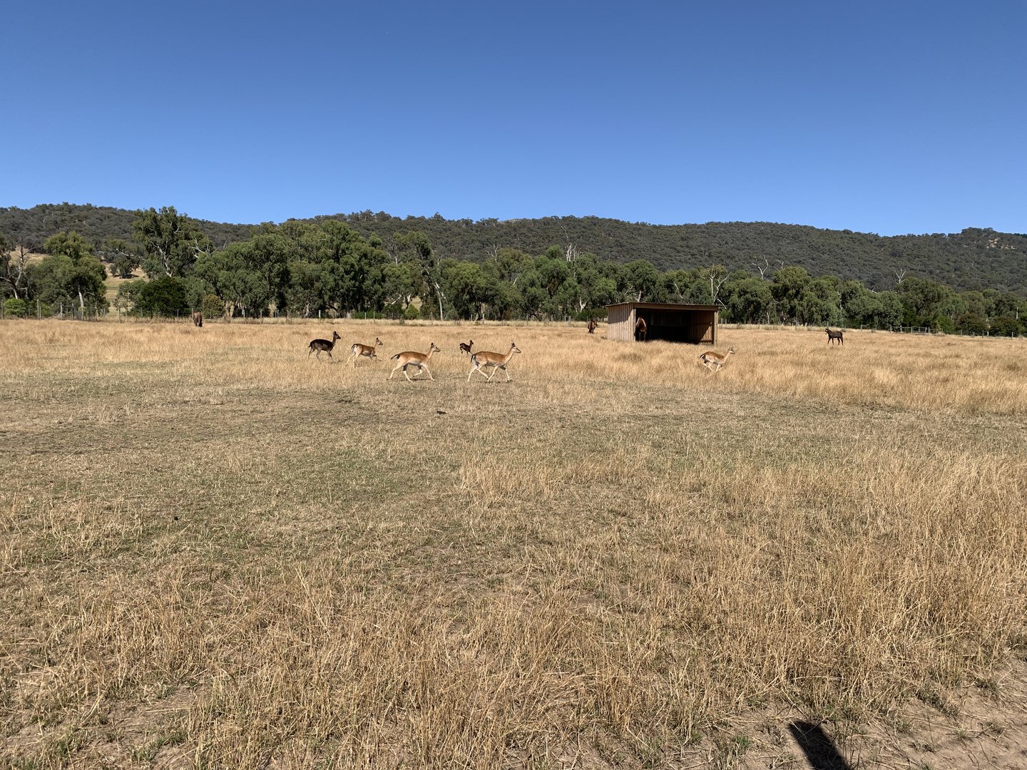 Fallow Deer Paddock