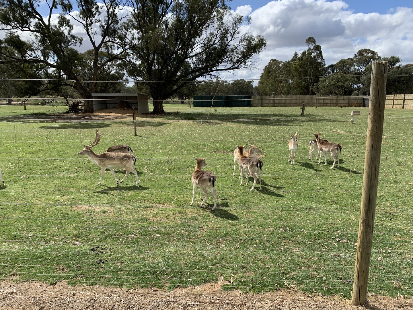 Fallow Deer Paddock