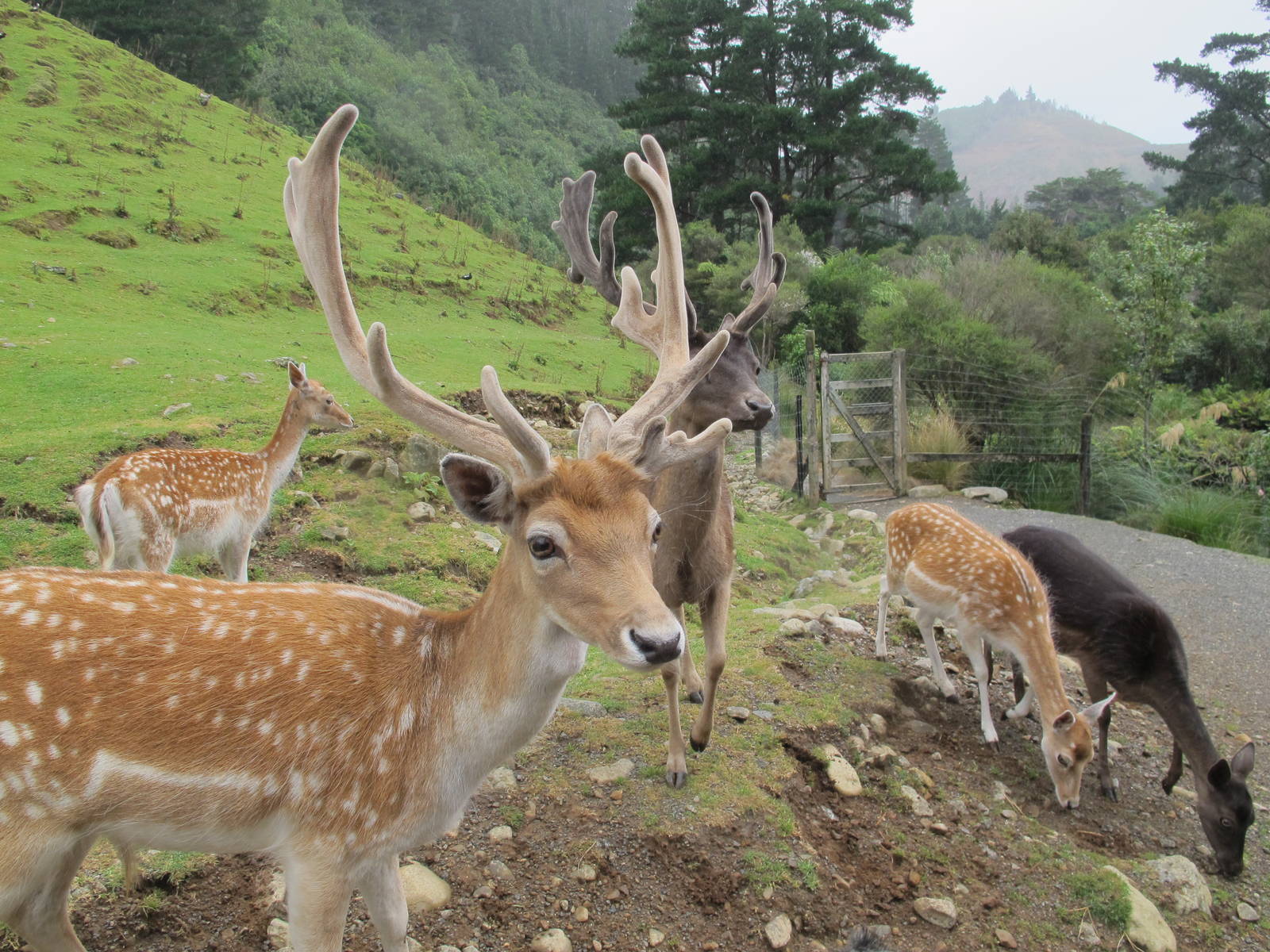 Fallow Deer Park - Staglands 2013