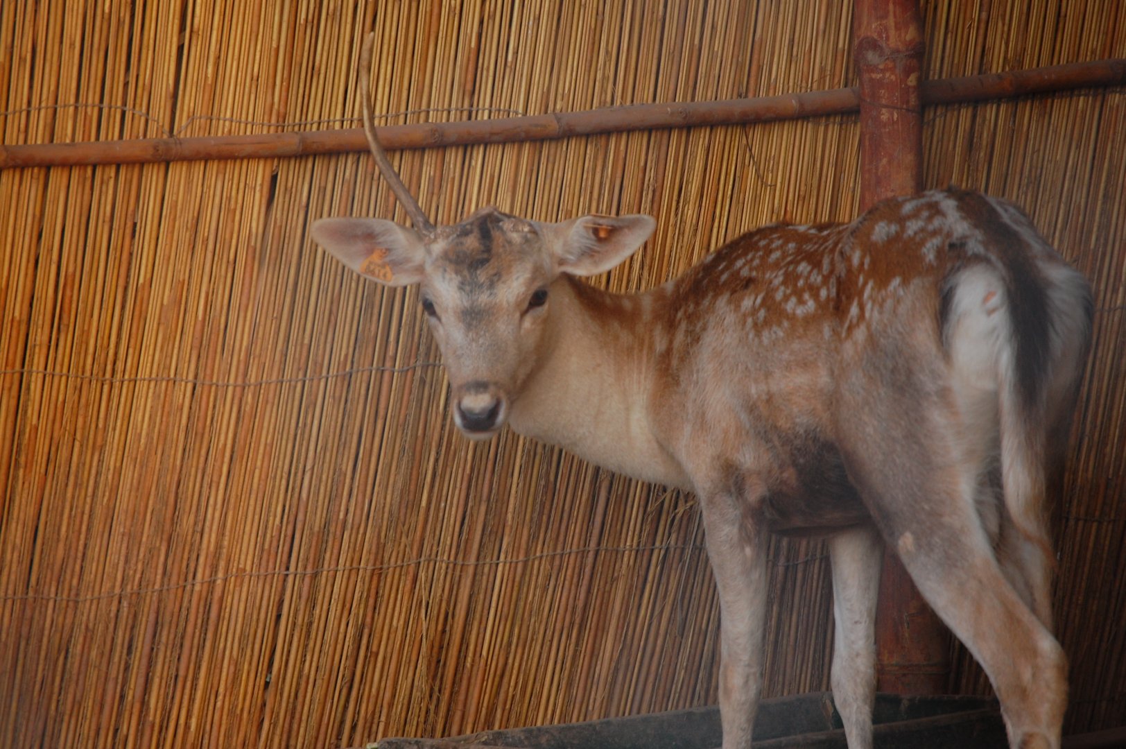 Fallow deer - Peshawar Zoo 20/10/2018