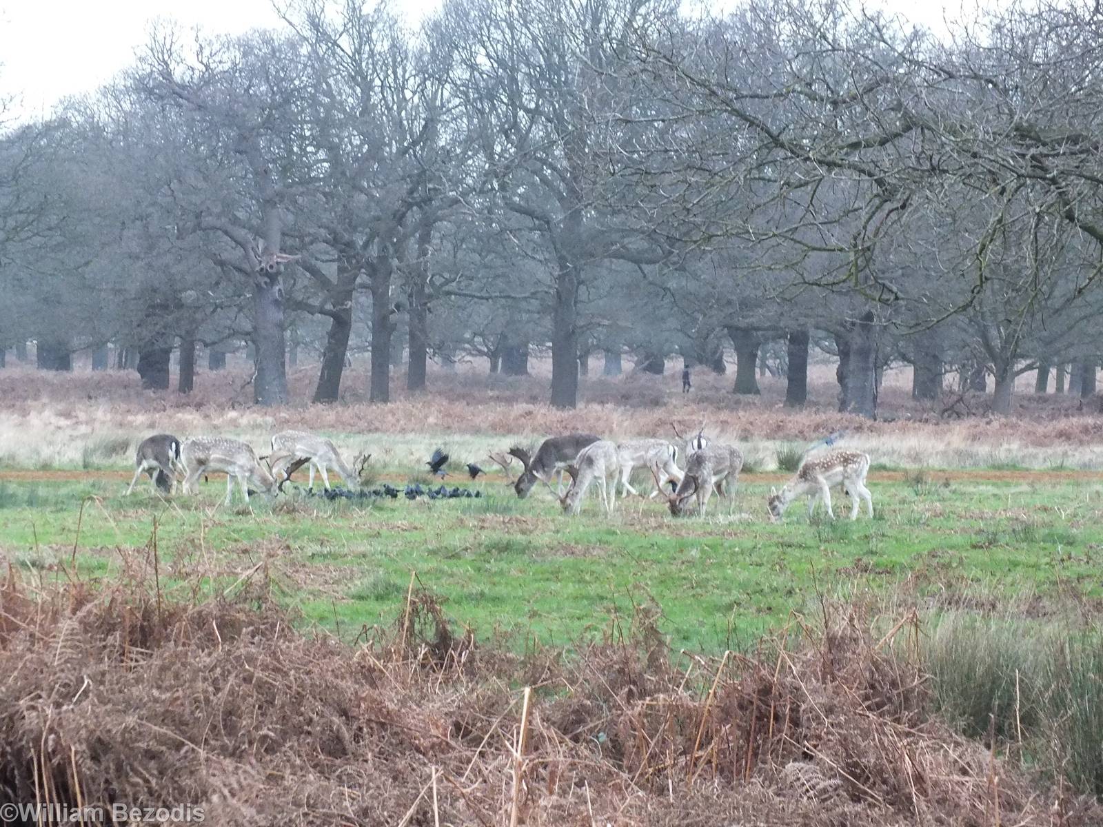 Fallow Deer - Richmond Park
