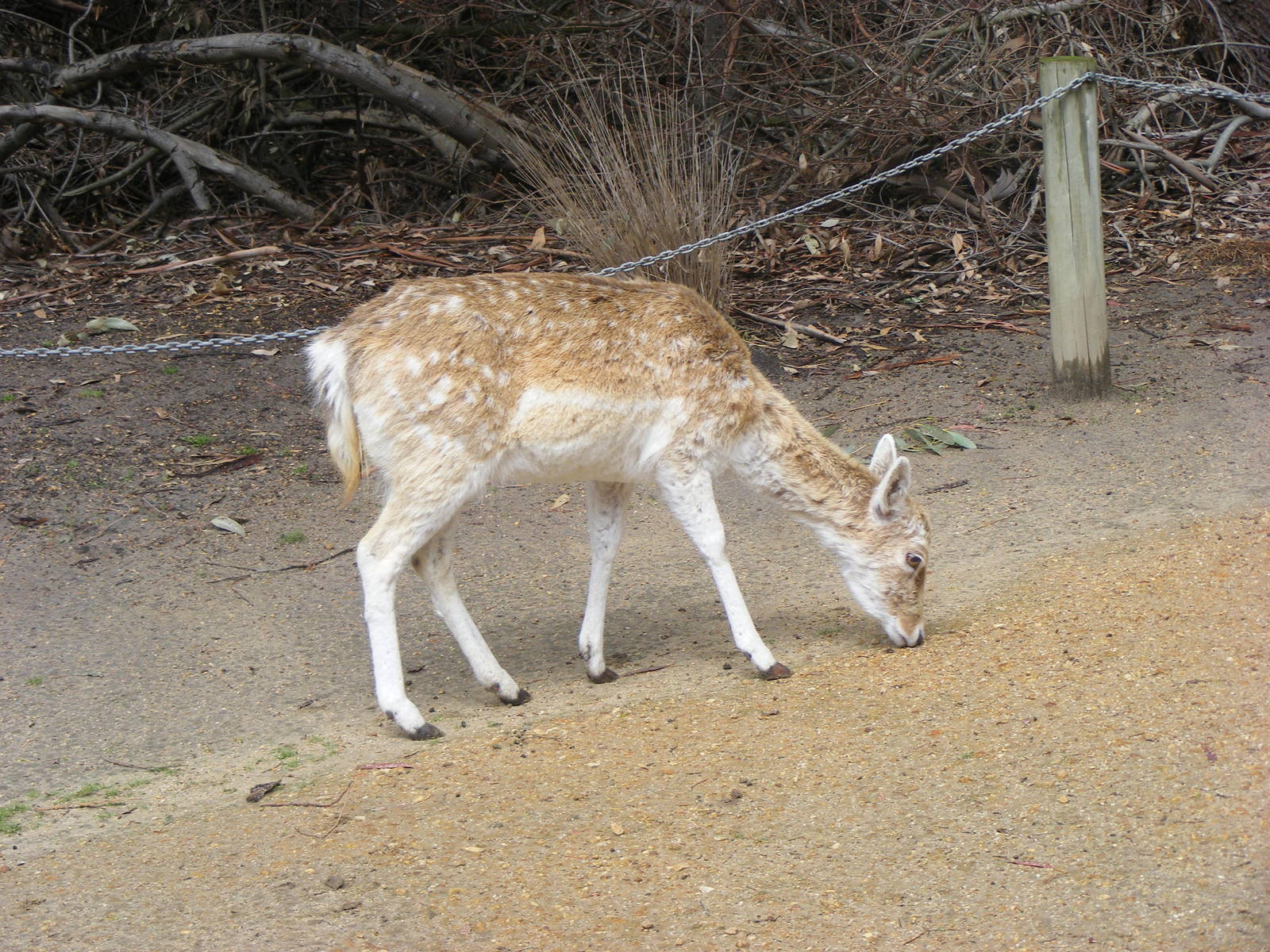 Fallow Deer - September, 2009