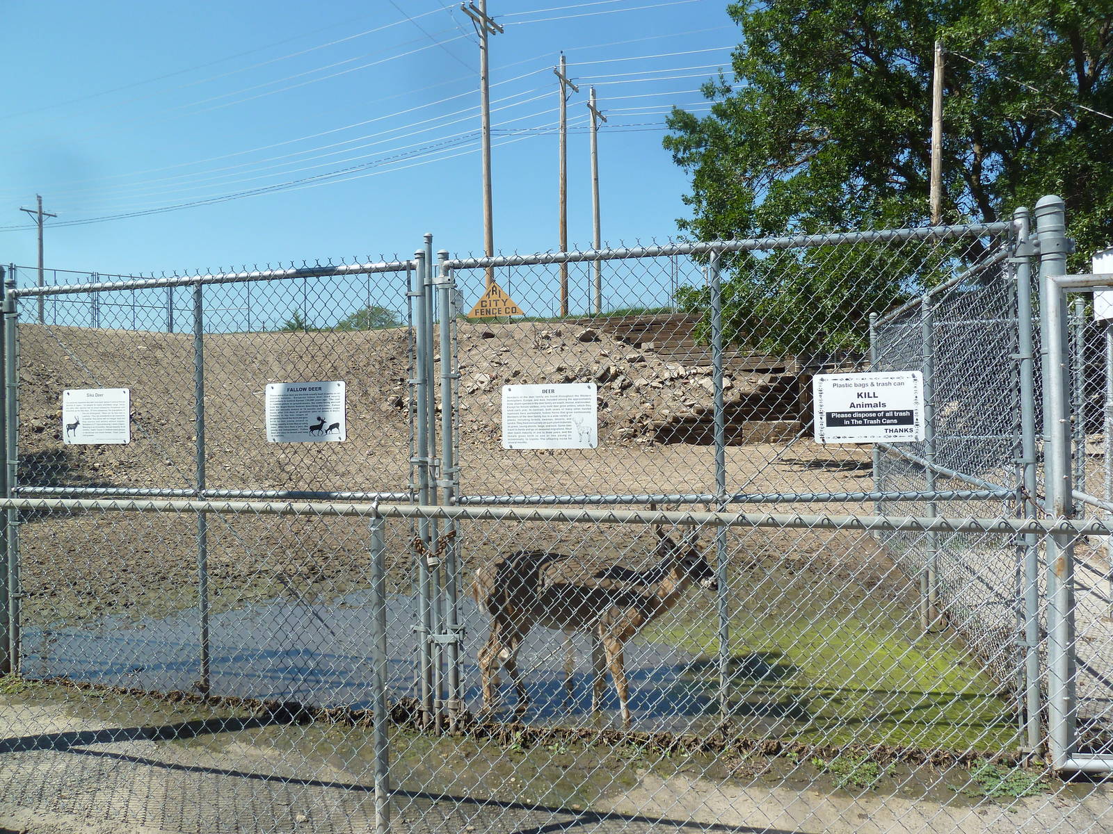 Fallow Deer + Sika Deer Enclosure