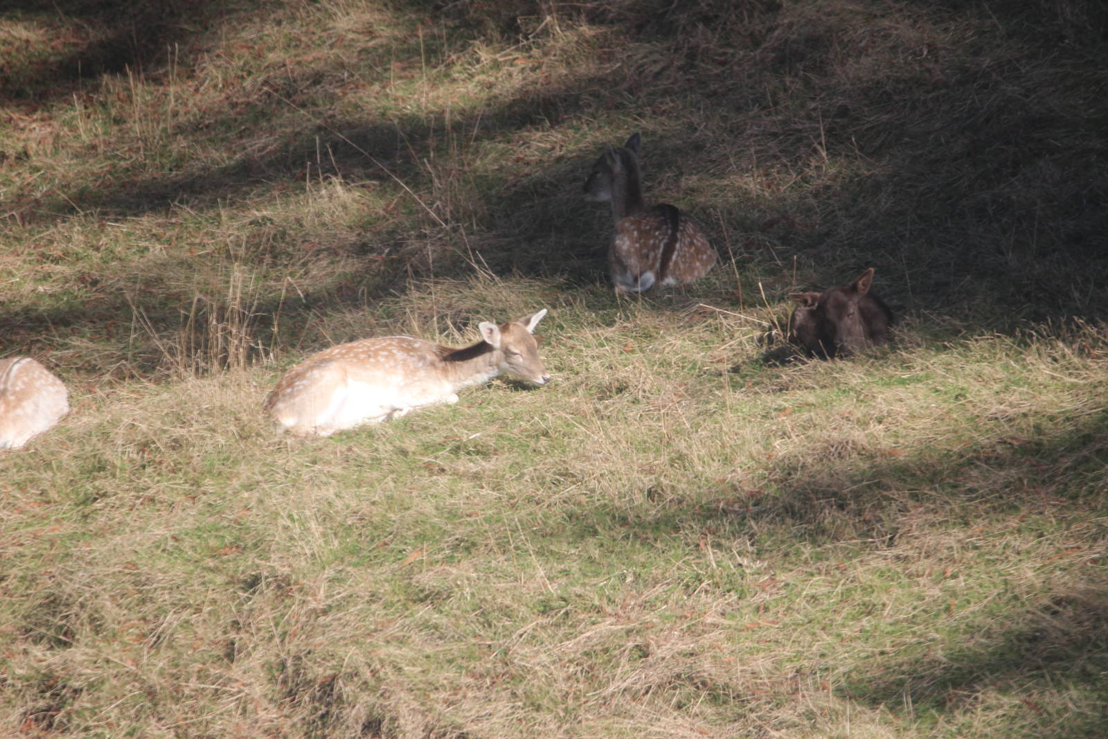 Fallow Deer, Skyline Rotorua