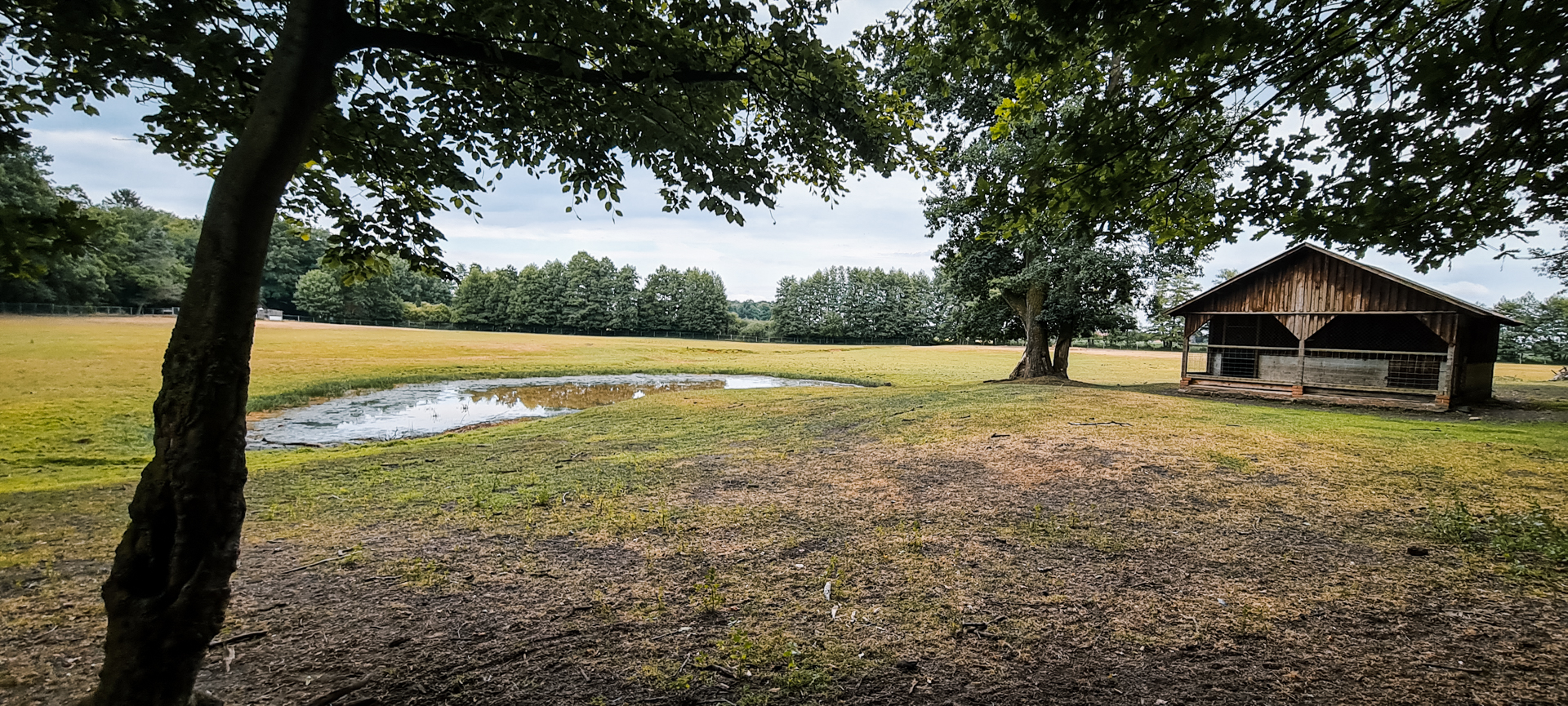 Fallow deer, tarpan and highland cattle