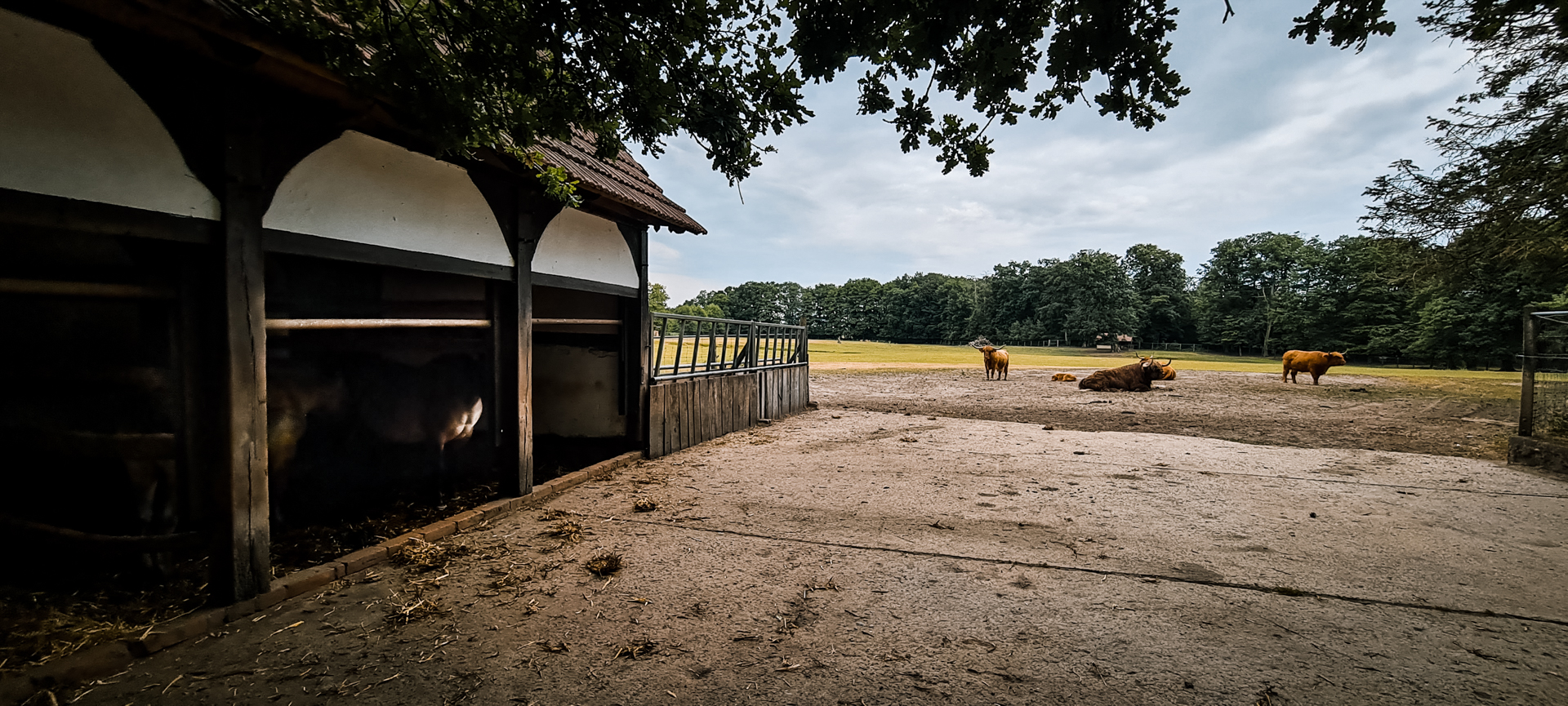 Fallow deer, tarpan and highland cattle