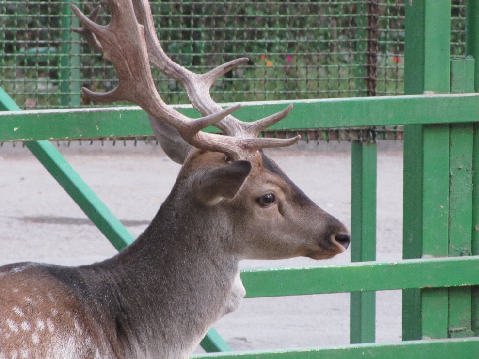 Fallow Deer(tehran zoo)