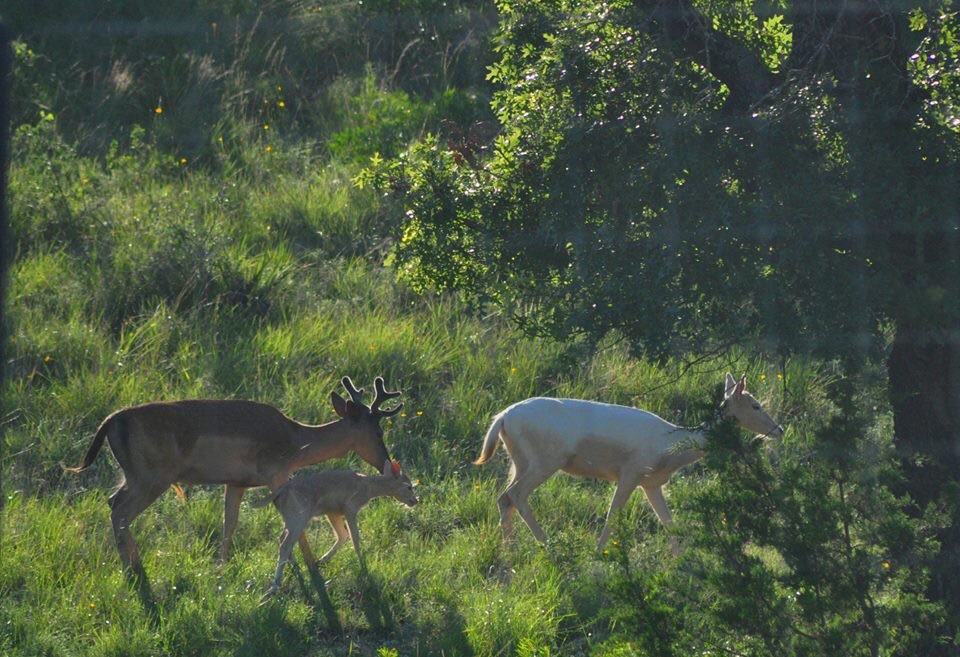 Fallow Deer - Texas