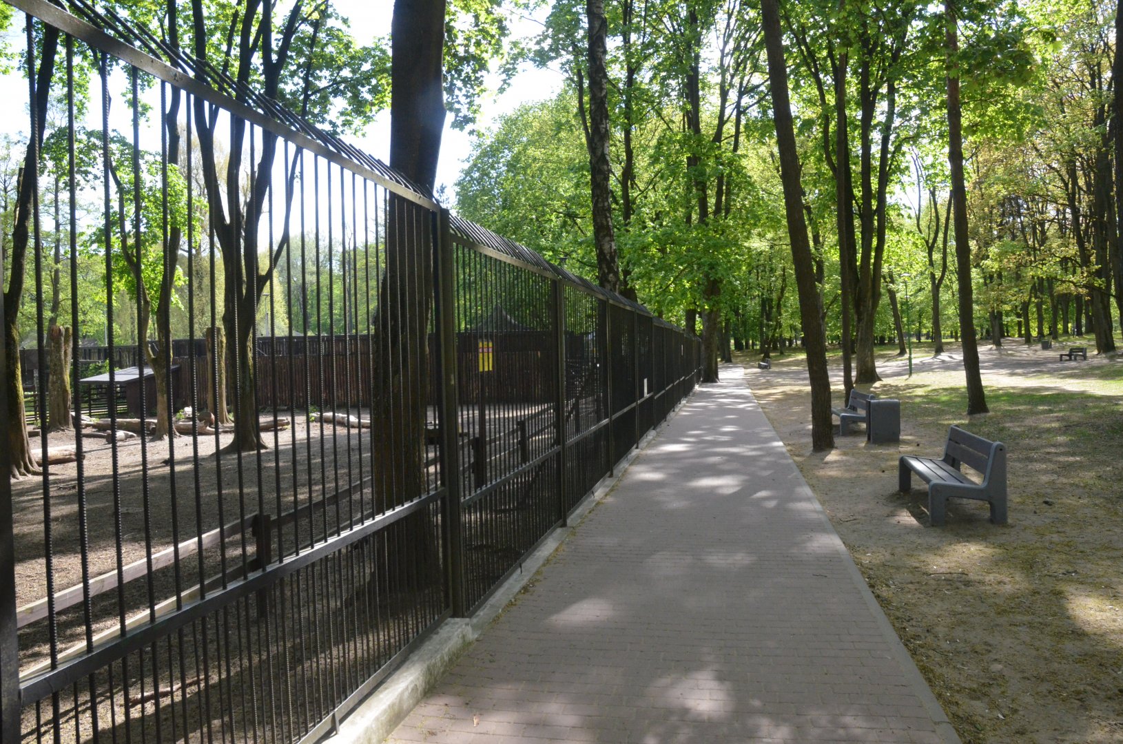 Fallow Deer Viewing from Perimeter Fence at Akcent Zoo Białystok, 08/05/19