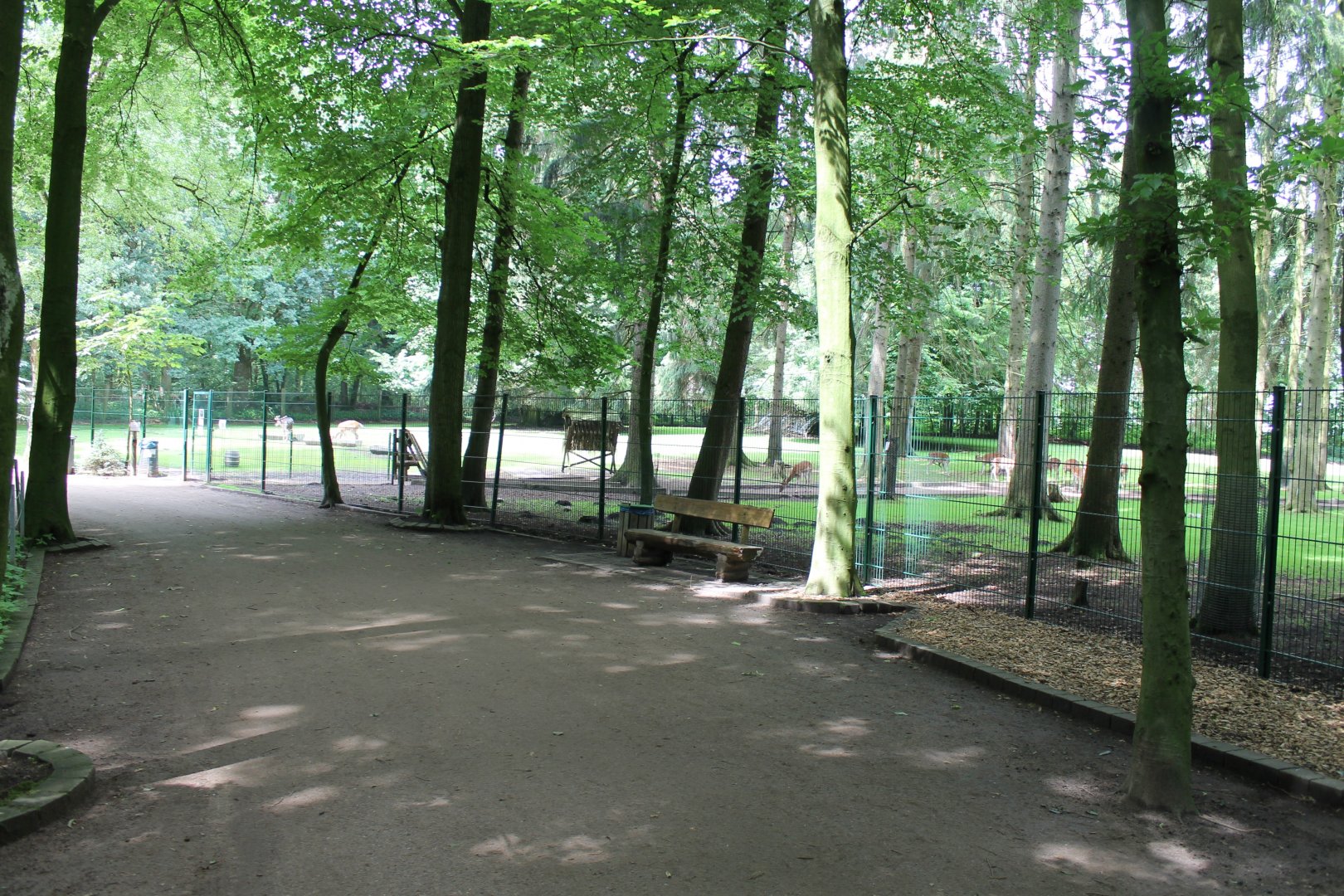 Fallow deer Walk-through Enclosure