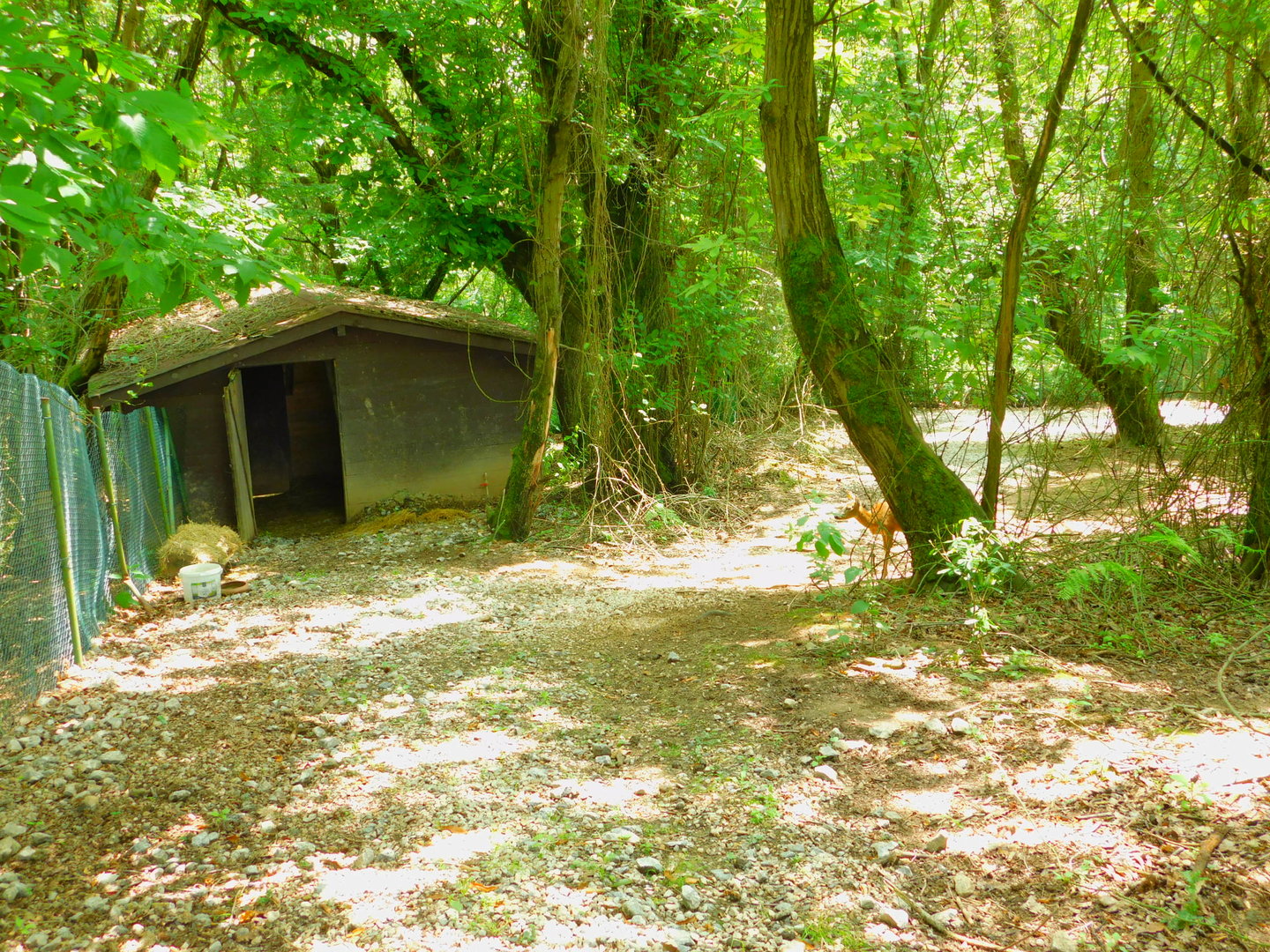Fallow Deer Walkthrough Enclosure