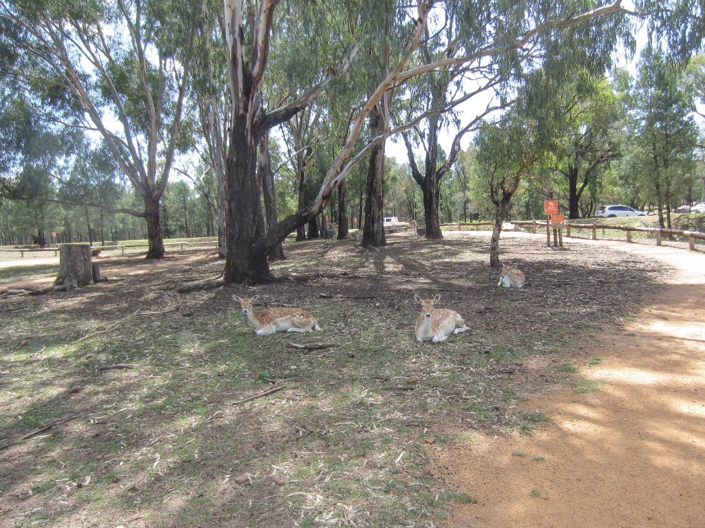 Fallow Deer walkthrough exhibit
