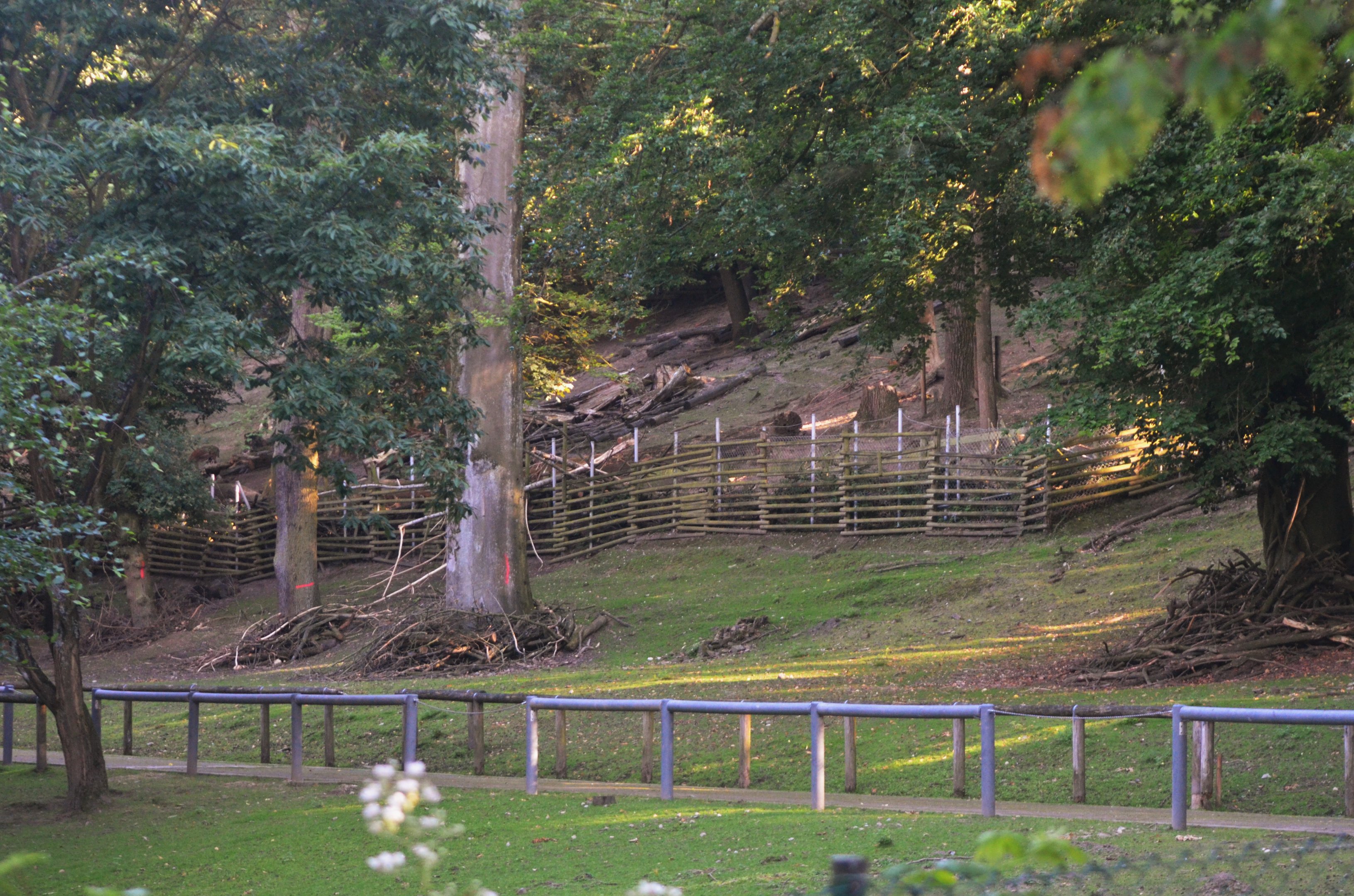 Fallow Deer Walkthrough (Temporarily Closed) at Grugapark, 17/06/19