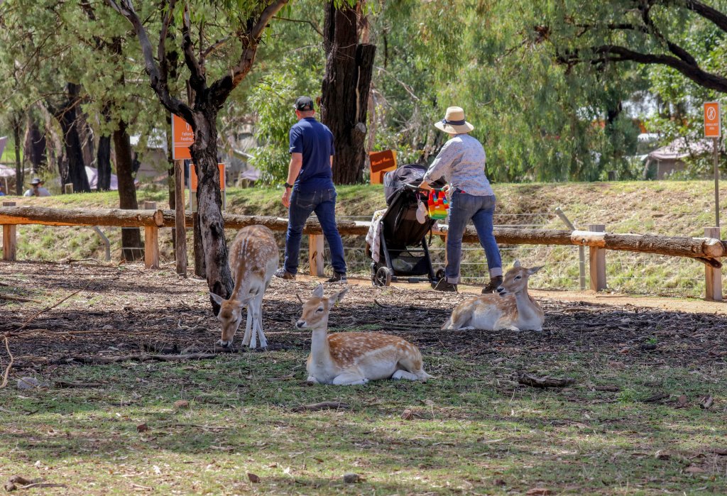 Fallow Deer walkthrough