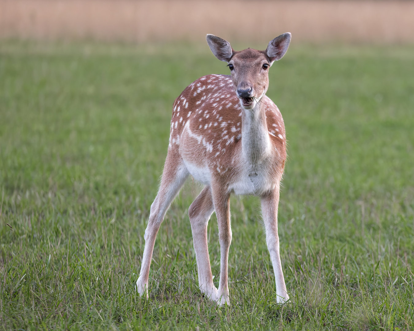 Fallow Deer / Watatunga / 15-9-22