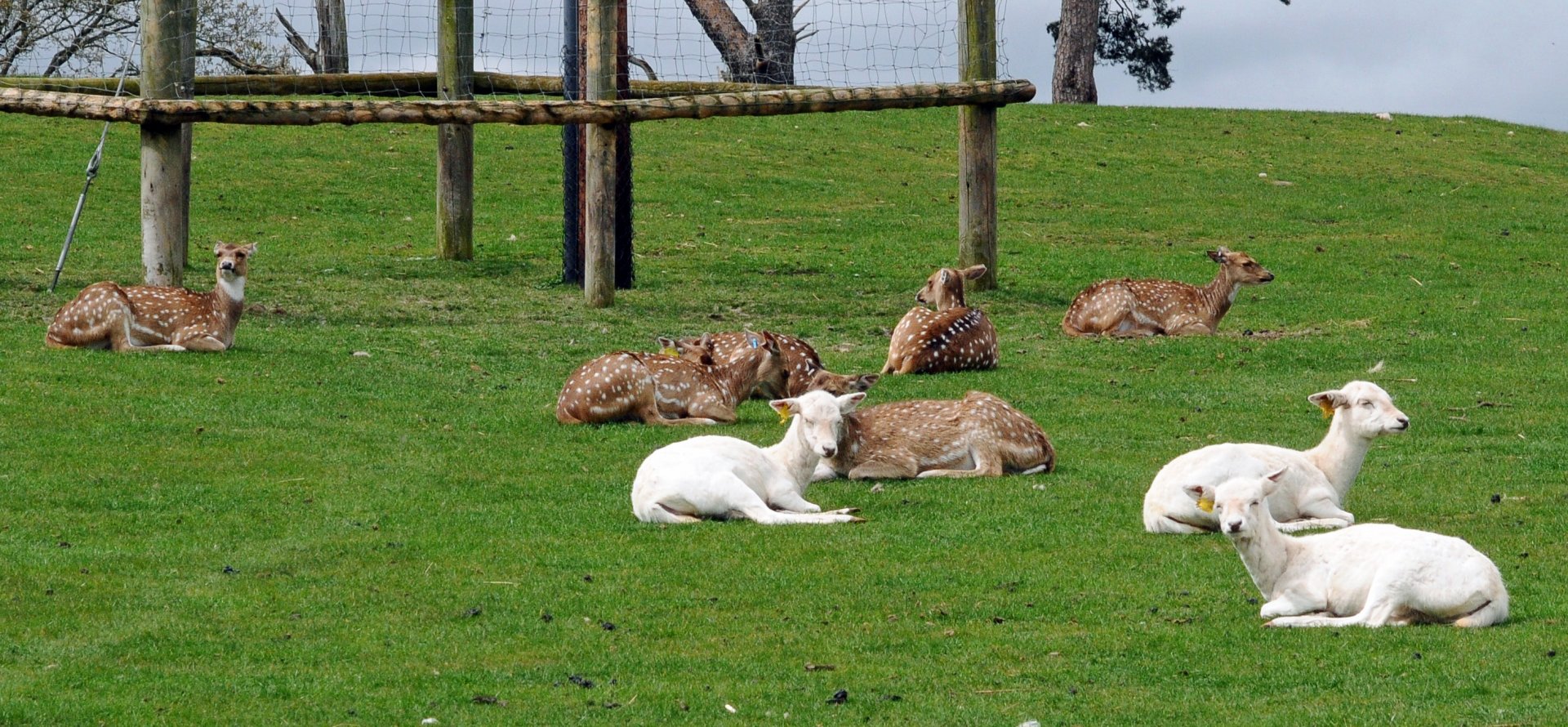 FALLOW DEER - WEST MIDLAND SAFARI PARK 14 04 2017   (524A)