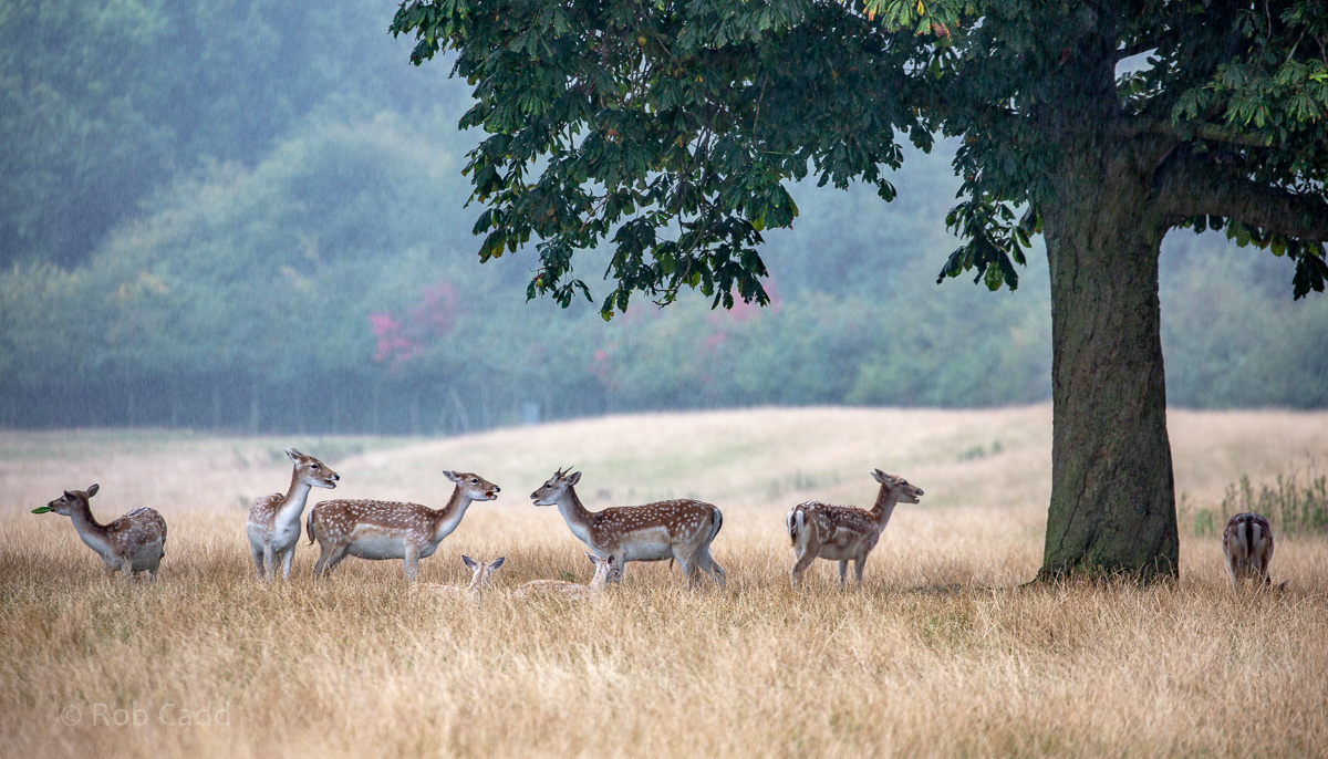 Fallow deer : Whipsnade : 22 Sep 2019