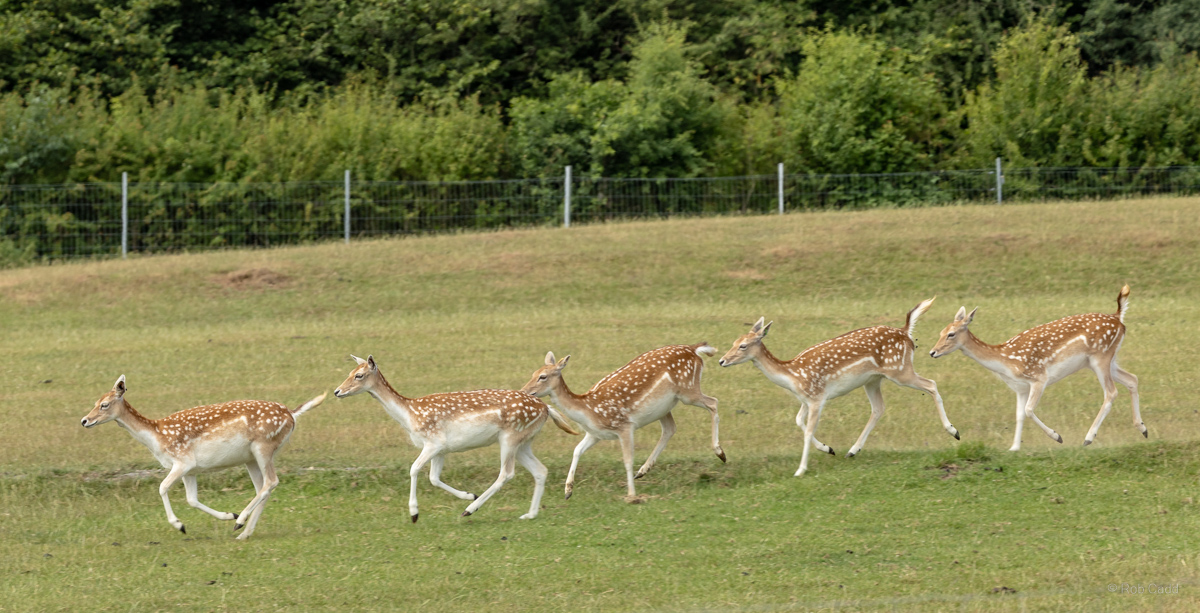 Fallow deer : Whipsnade : 29 Jun 2025