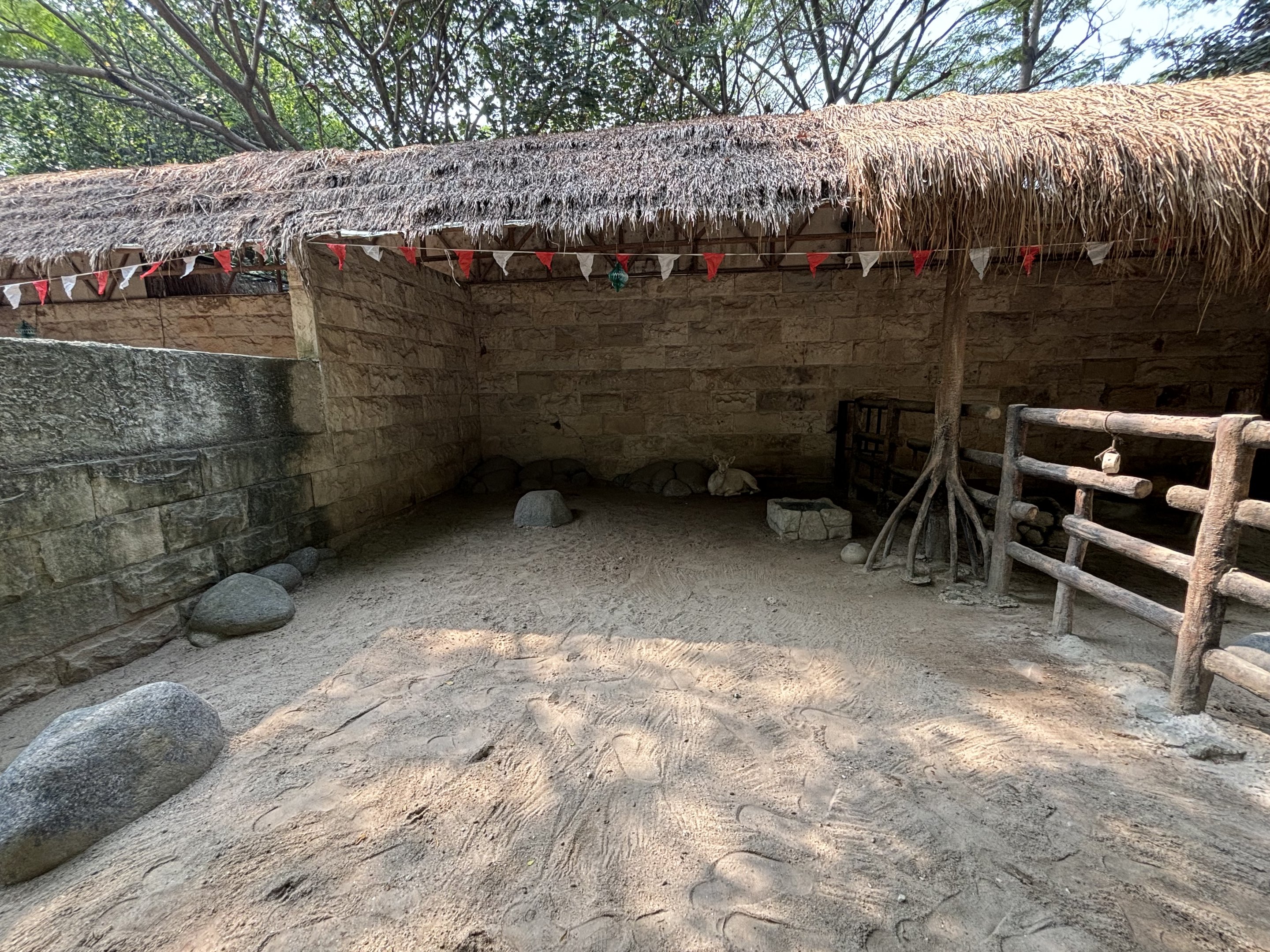 Fallow Deer (white) Exhibit