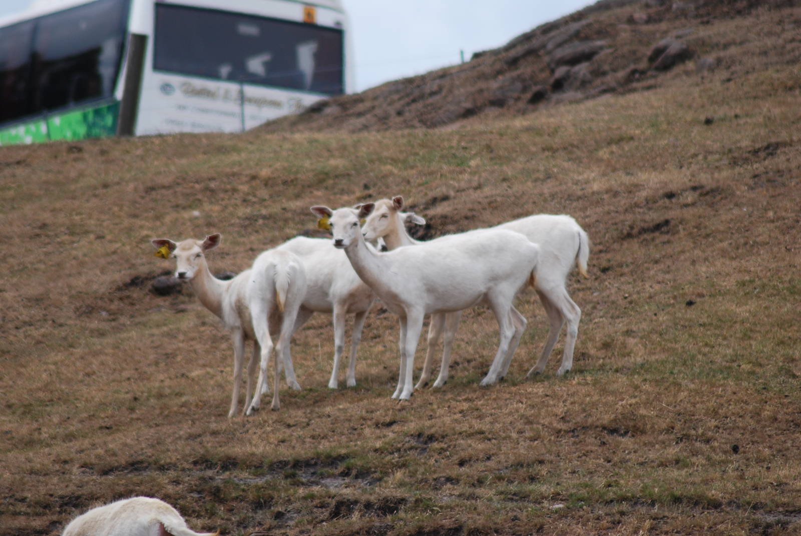 FALLOW DEER (WHITE FORM)