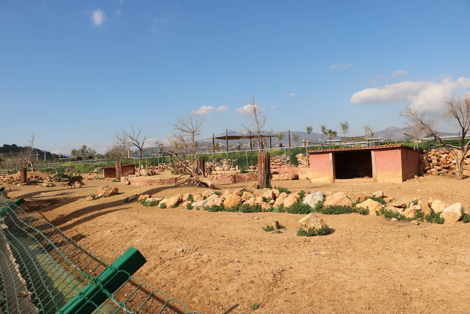 Fallow deer & wild goat paddock, February 2016