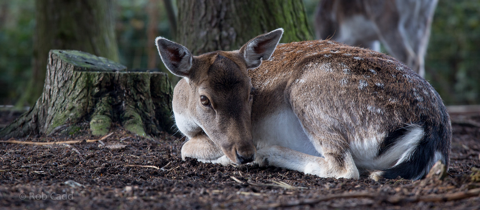Fallow deer : Wildwood : 16 Oct 2014