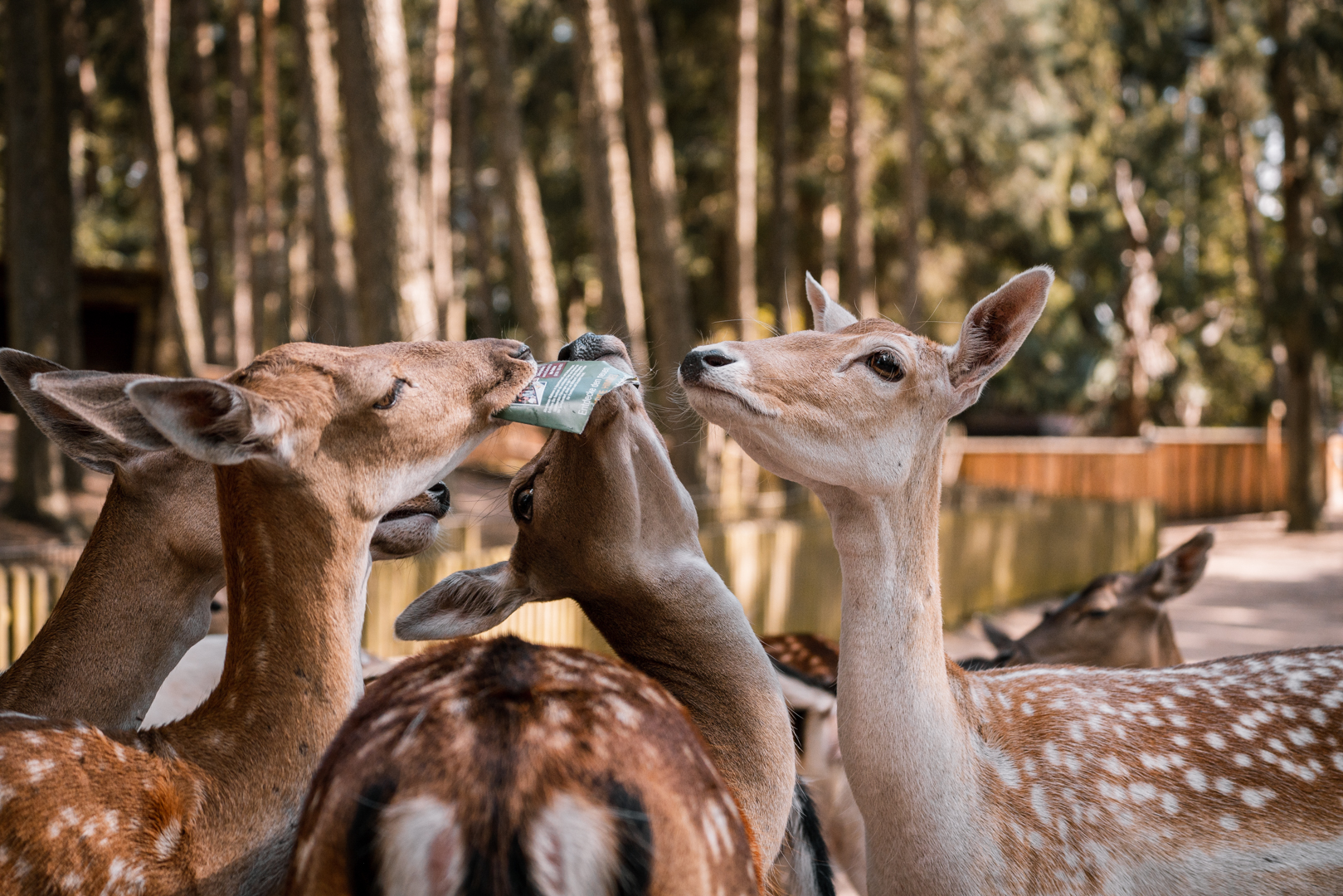 Fallow Deer with stolen map