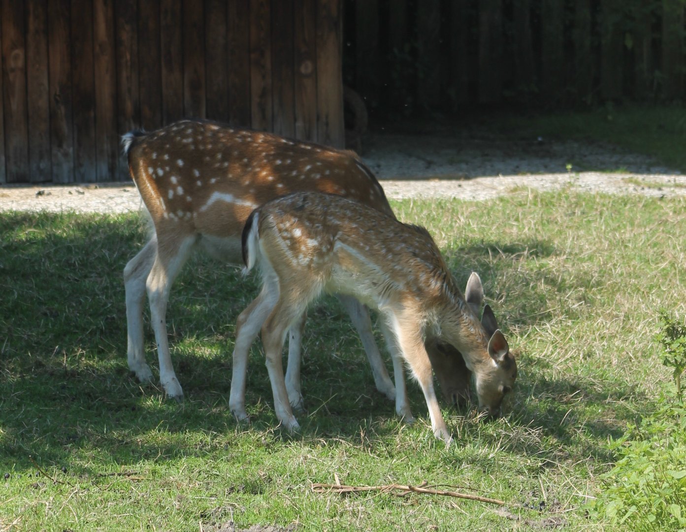 Fallow deer with young