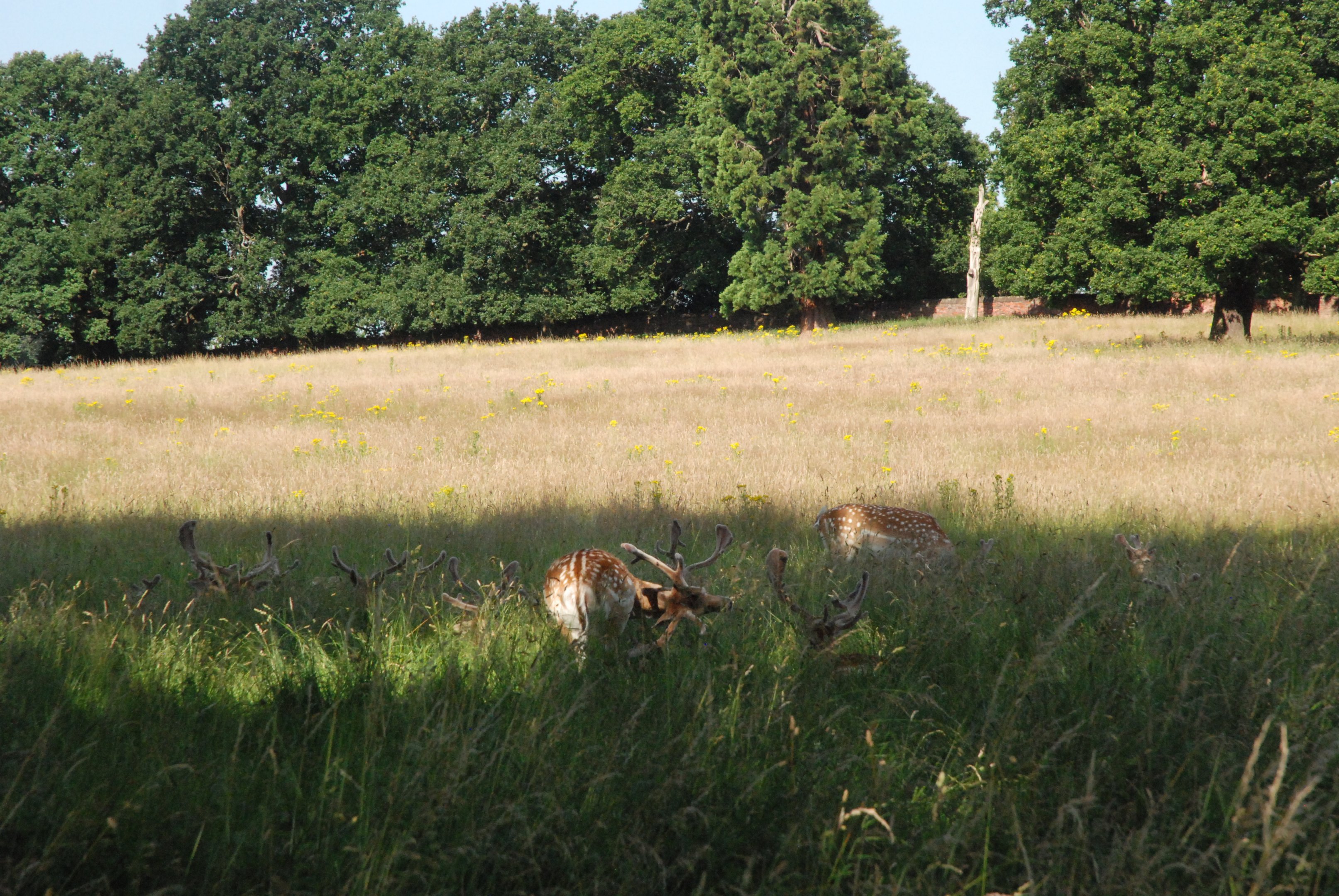 Fallow Deer, Wollaton Hall Deer Park, 19th July 2021