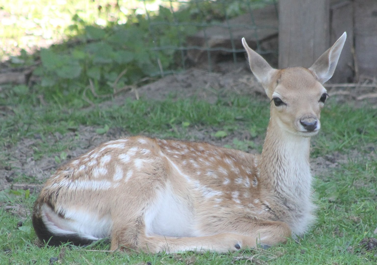 Fallow deer-young