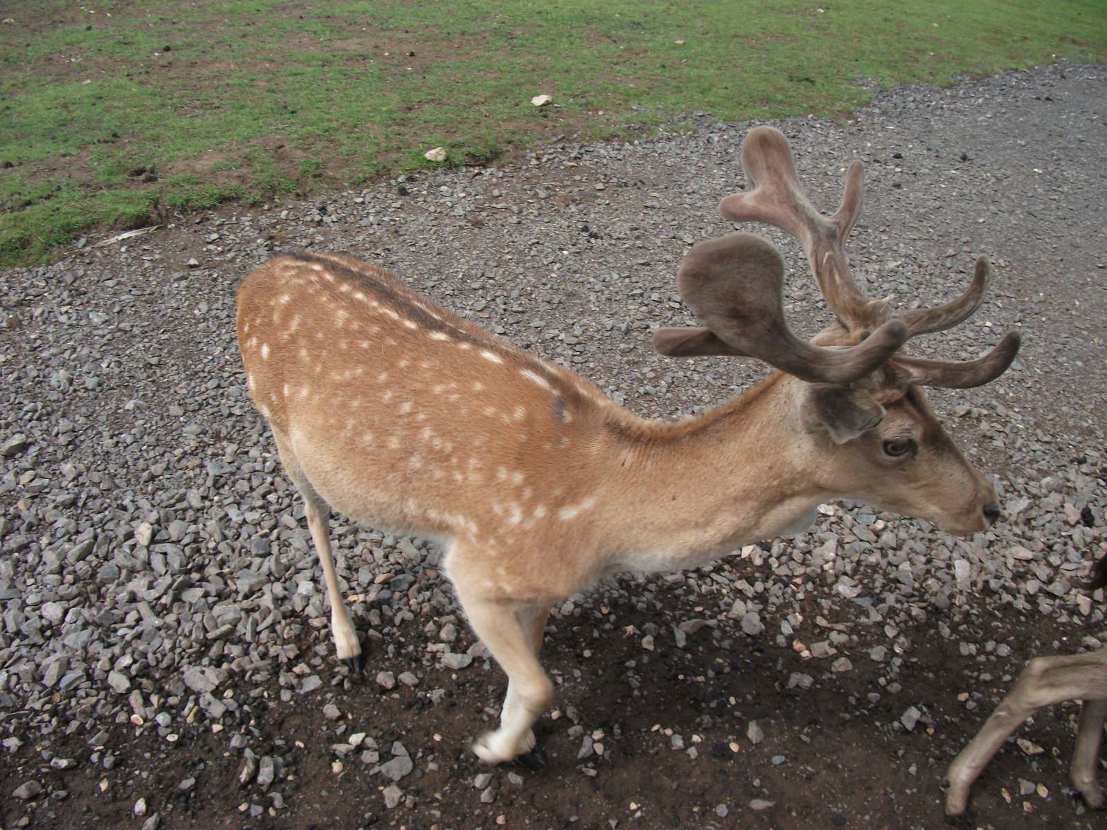 Fallow Deer