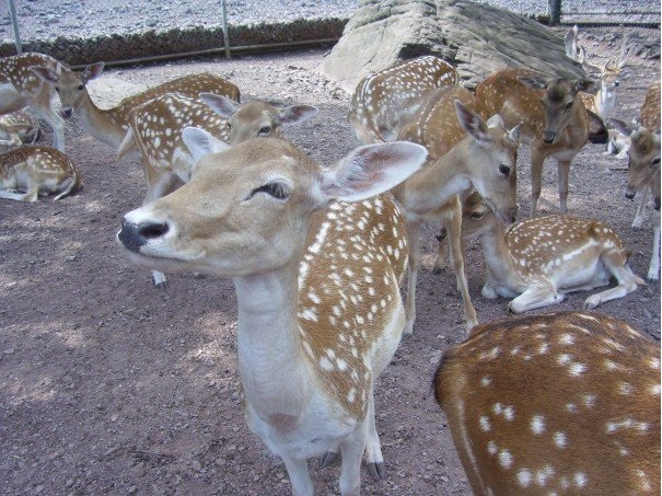 Fallow Deer