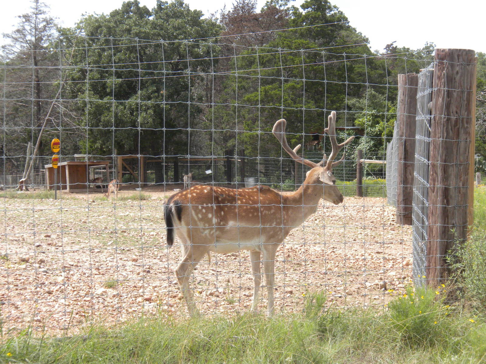 Fallow Deer